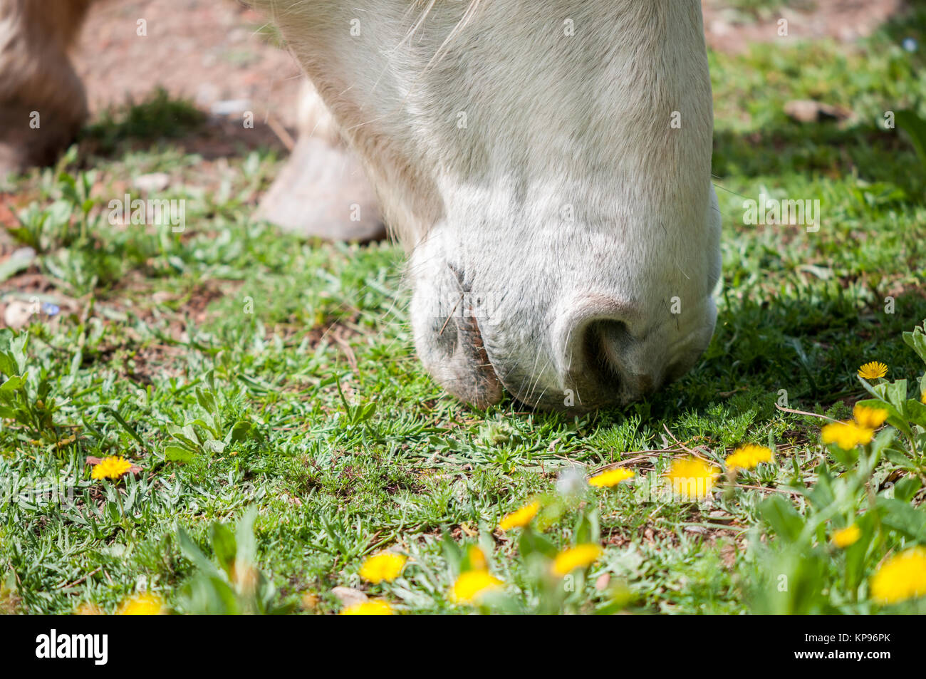 Vue rapprochée d'un cheval de Camargue (Equus ferus), Santpedor, Catalogne, Espagne Banque D'Images