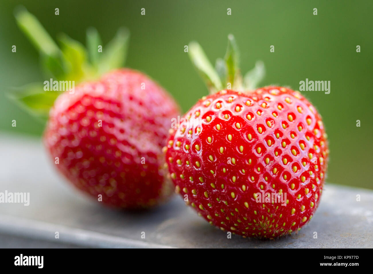 Fraises fraîches (1) Banque D'Images