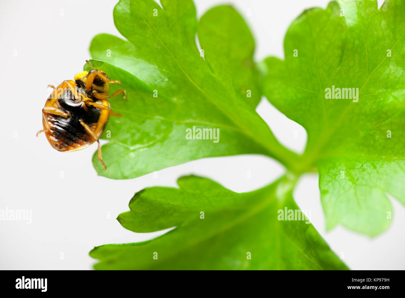 Nahaufnahme Von Auf Dem Rucken Liegenden Marienkafers Grunem Vor Auf Blatt Hintergrund Weisser Bar Photo Stock Alamy