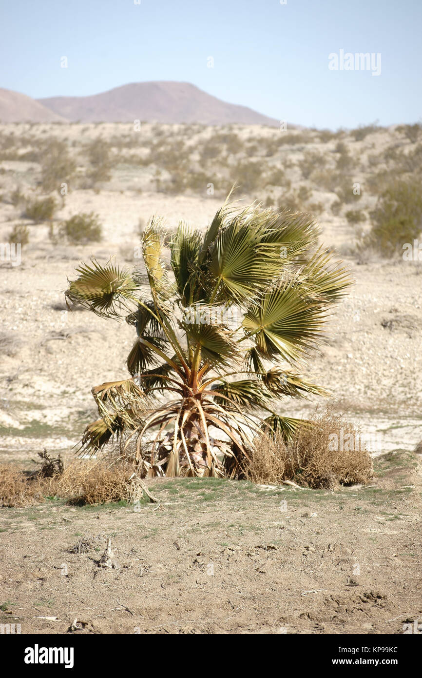 Eine junge mit Palmwedeln Mojave Yucca steht inmitten der ancien Wüste Mojave mit Bergen im Hintergrund. Banque D'Images