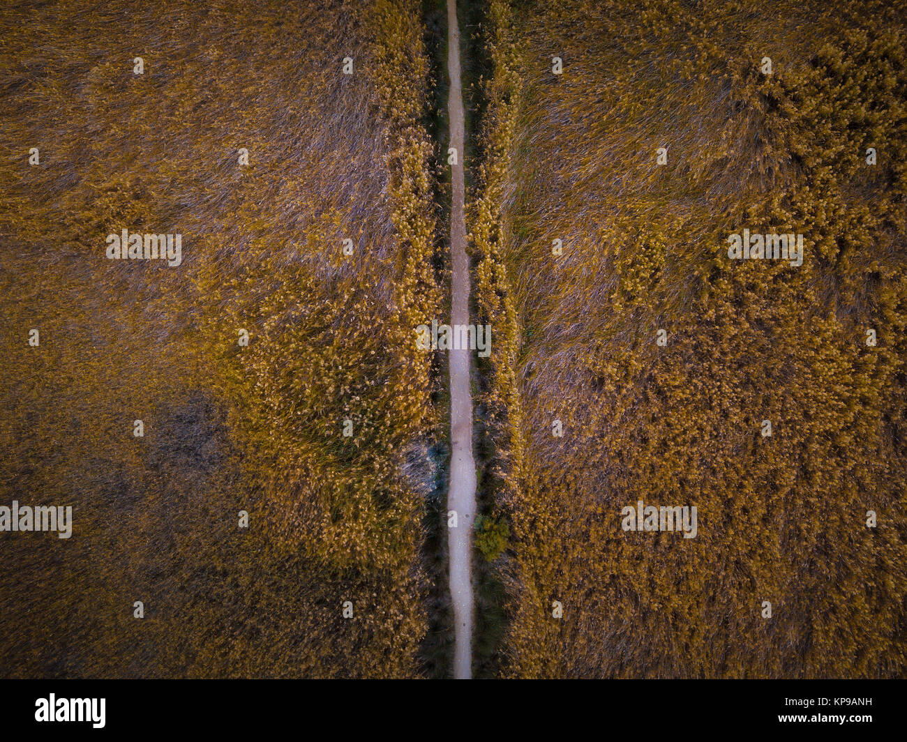 Vue aérienne de haut en bas d'un champ avec un chemin à pied par le milieu. Banque D'Images