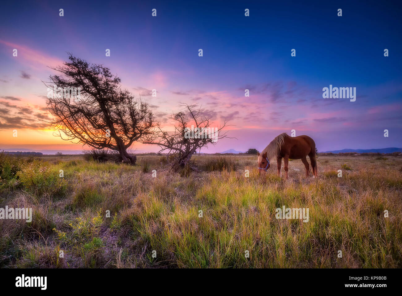 Horse au sosies salt lake du village de Tigaki, île de Kos en Grèce. Banque D'Images