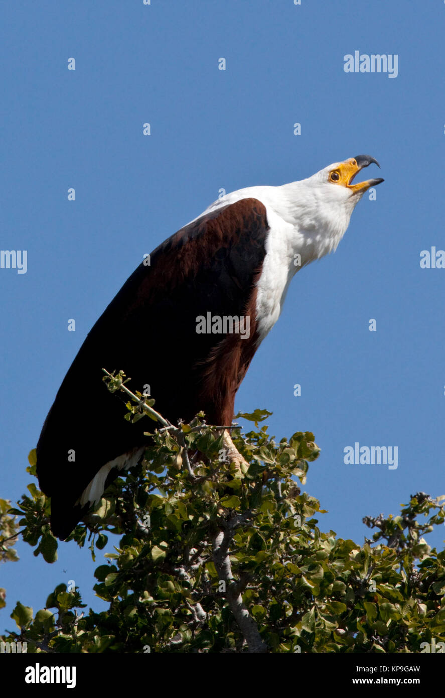 Un poisson de l'Afrique blanche (Haliaeetus vocifer) d'appeler. Le Parc National de Chobe au Botswana. Banque D'Images