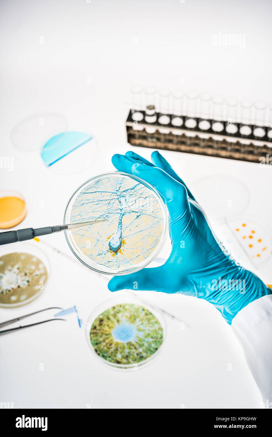 Neurone dans une boîte de Petri illustrant la recherche sur la maladie d'Alzheimer et d'autres troubles du cerveau. Banque D'Images