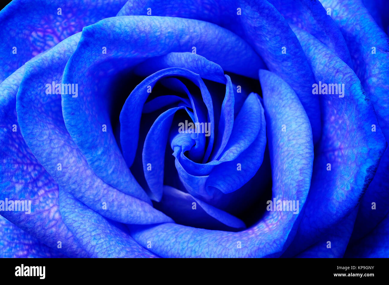 Fleur rose bleu, macro pour le fond ou la texture Banque D'Images