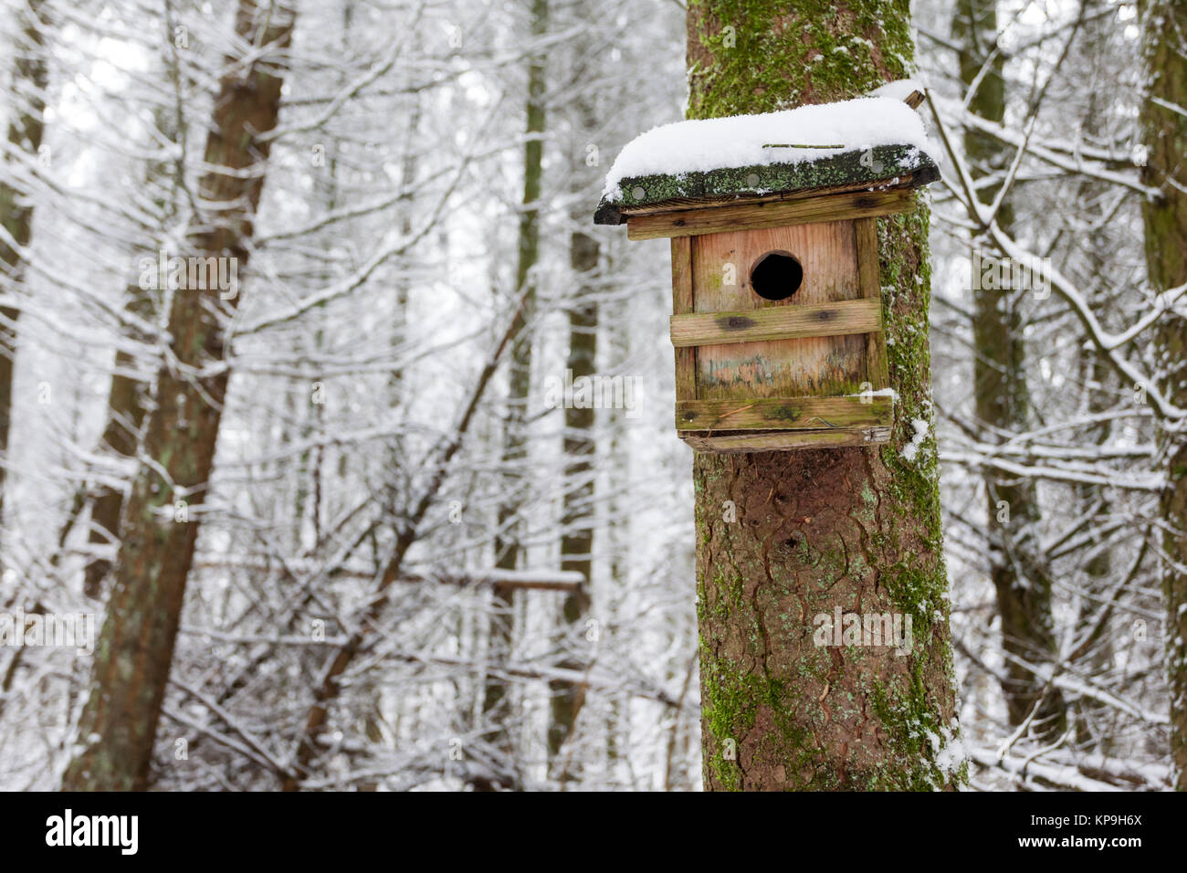 La neige a couvert wooden birdhouse dans une forêt d'hiver Banque D'Images