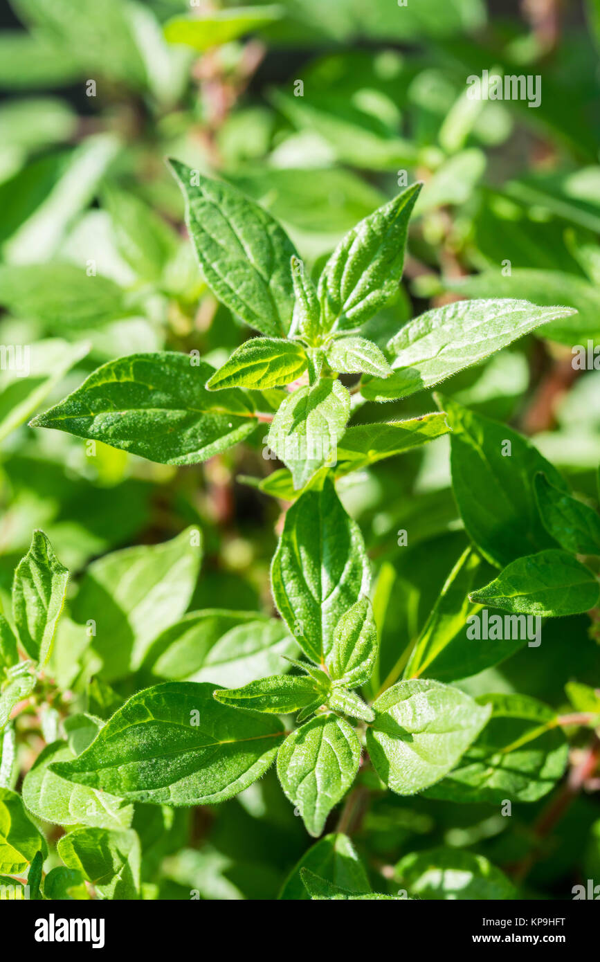 Pellitory-de-le-mur (orties officinalis), cette plante est utilisée pour ses propriétés diurétiques et anti-inflammatoires et en phytothérapie est prescrit Banque D'Images