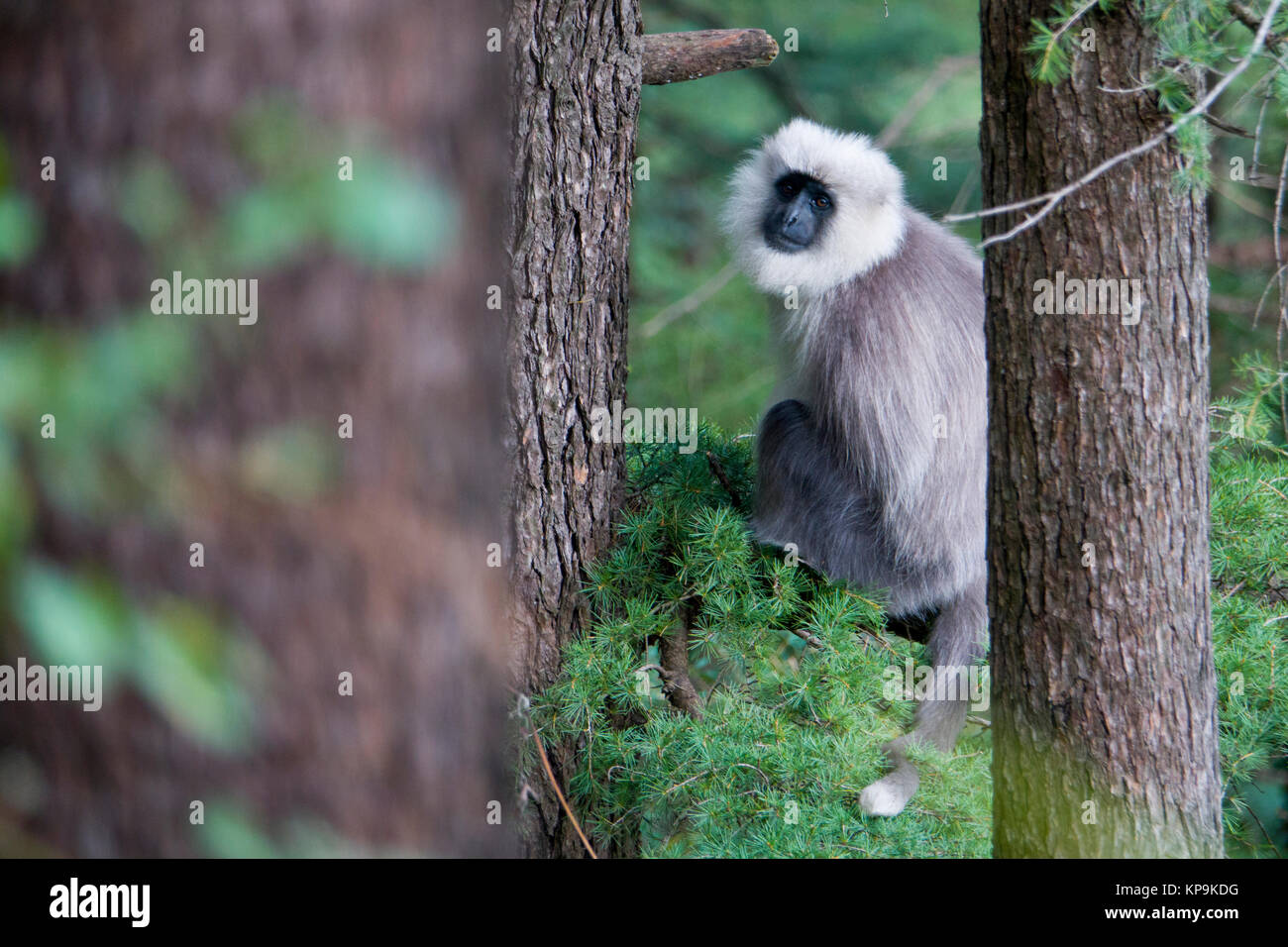 Cachemire gray langur (Semnopithecus ajax) monkey en forêt de cèdres Banque D'Images