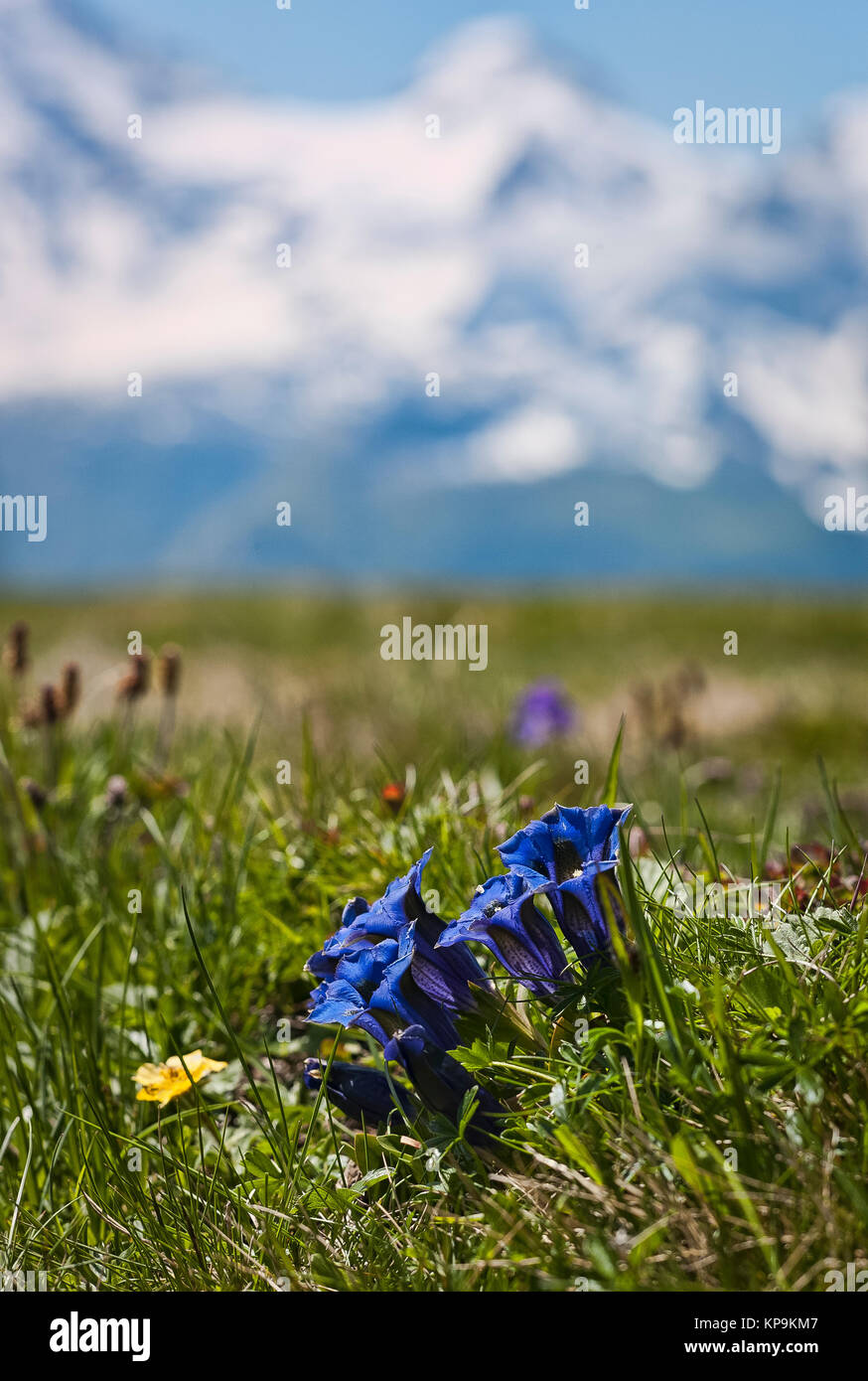 Bleu profond Floraison gentianes sauvages sur un plateau alpin près de Maannlichen dans l'Oberland bernois en Suisse avec l'Europe dans les montagnes aux sommets enneigés Banque D'Images