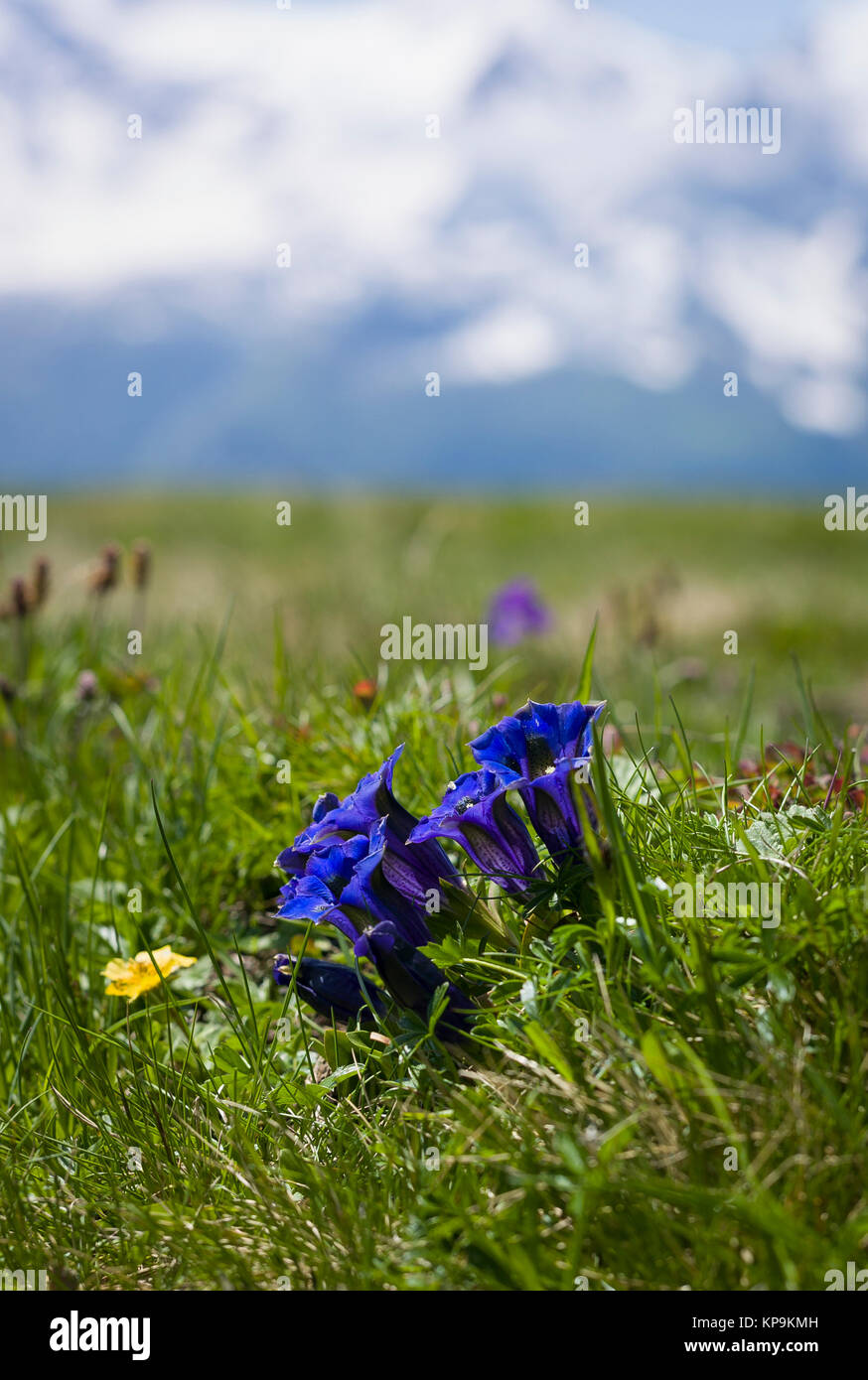 Bleu profond Floraison gentianes sauvages sur un plateau alpin près de Maannlichen dans l'Oberland bernois en Suisse avec l'Europe dans les montagnes aux sommets enneigés Banque D'Images