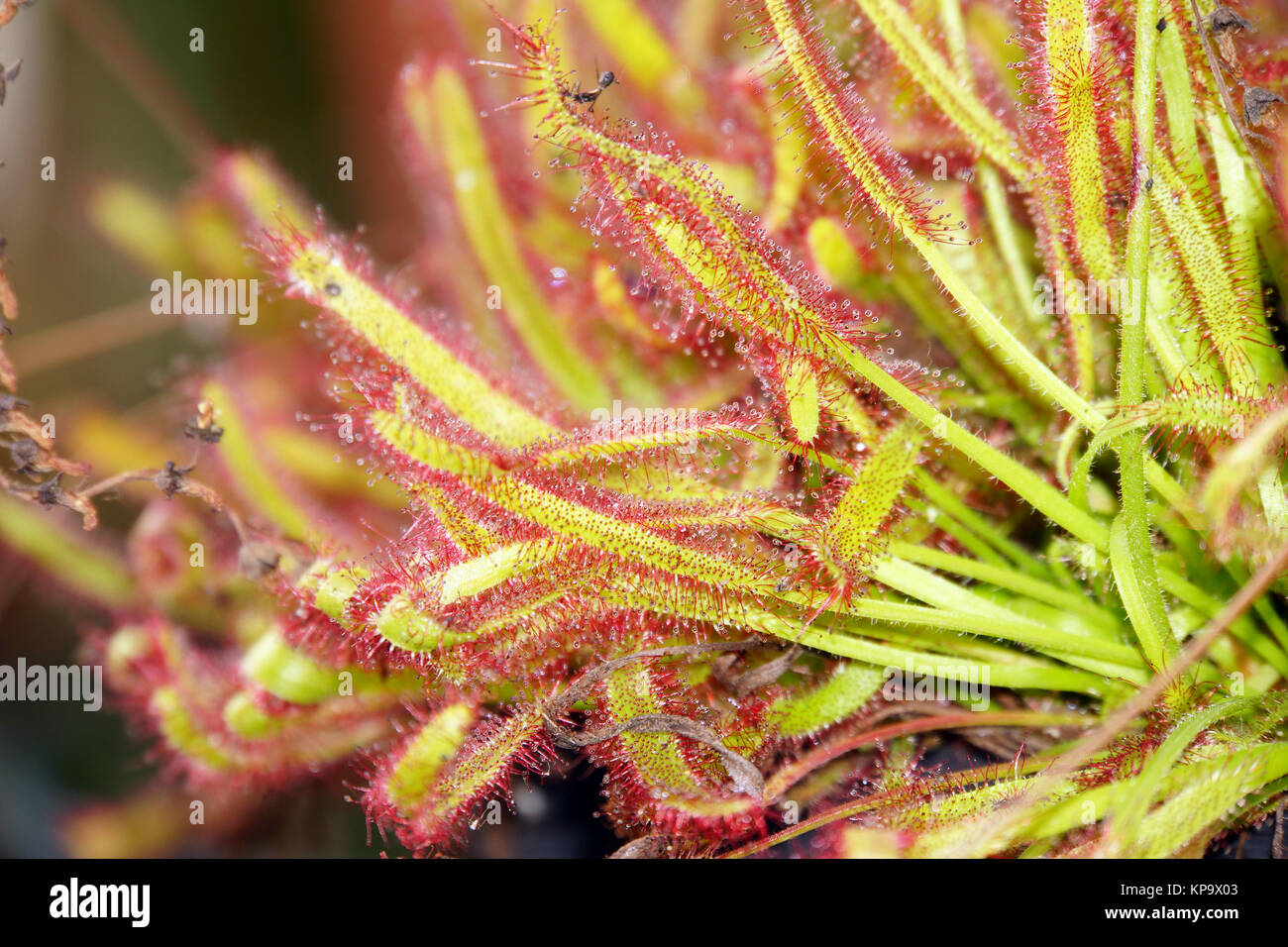 Roter Kap Sonnentau - Drosera capensis, Lucca, Toscane, Italie Banque D'Images