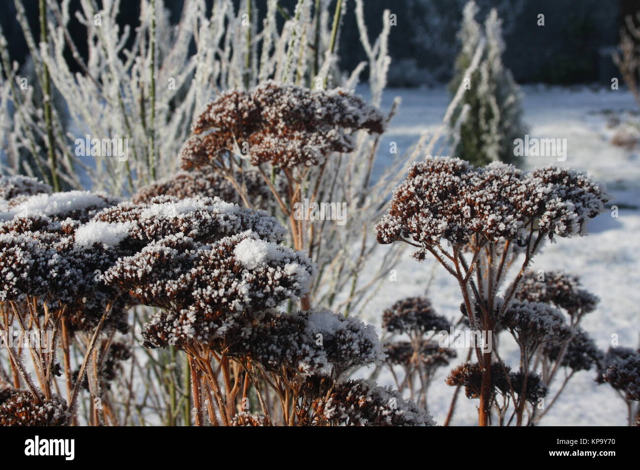 L'hiver,flore,gel Banque D'Images