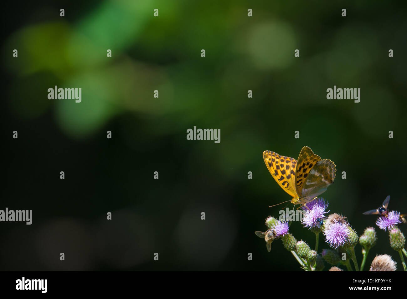 Butterfly sitting sur un chardon imwald Banque D'Images
