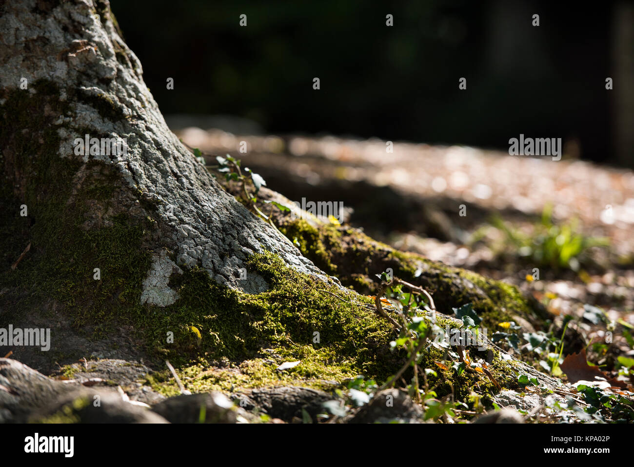 Woodrock et texture des forêts Banque D'Images