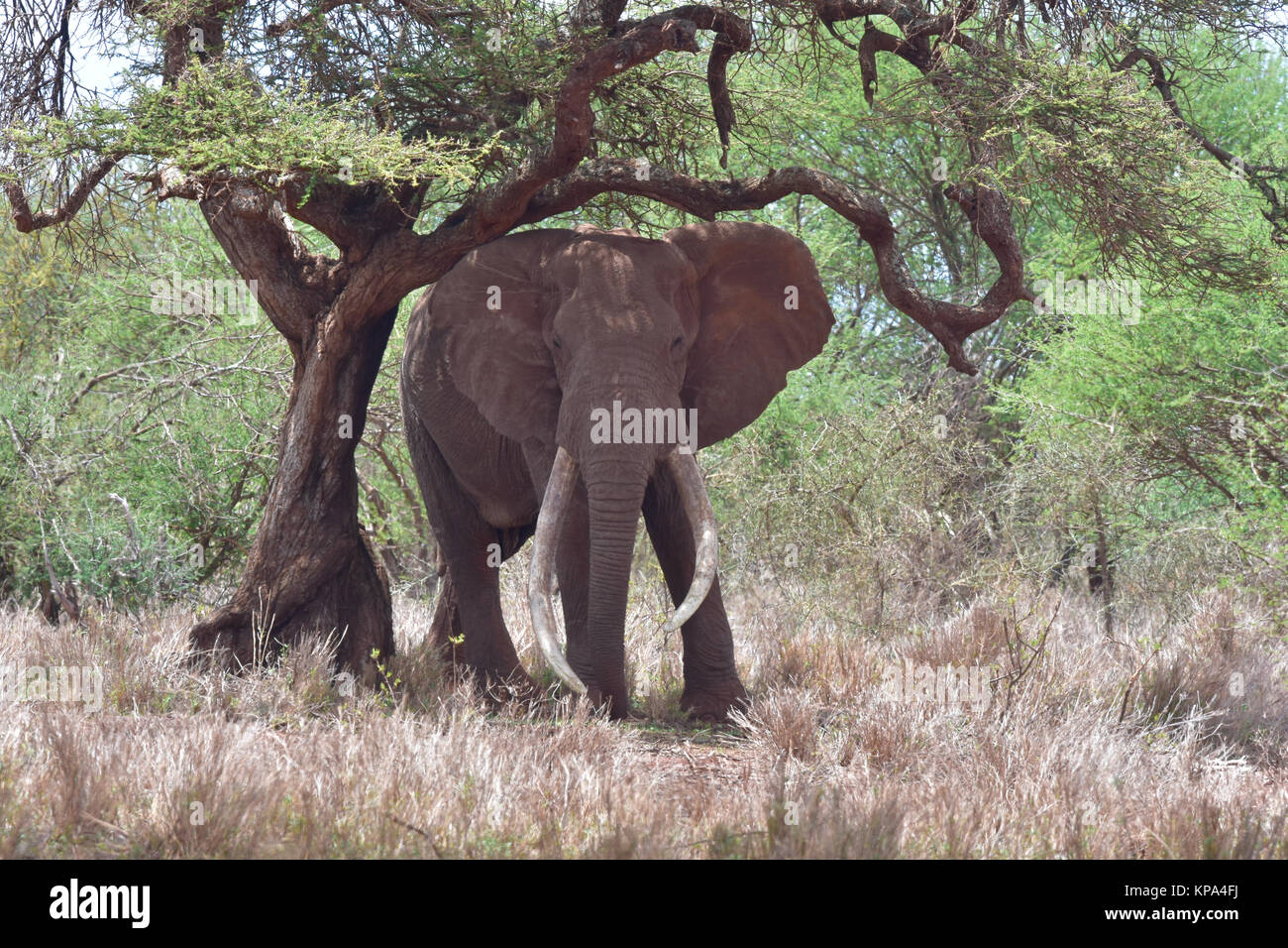 Les éléphants dans le parc national Amboseli près de Kilimandjaro au Kenya. Banque D'Images