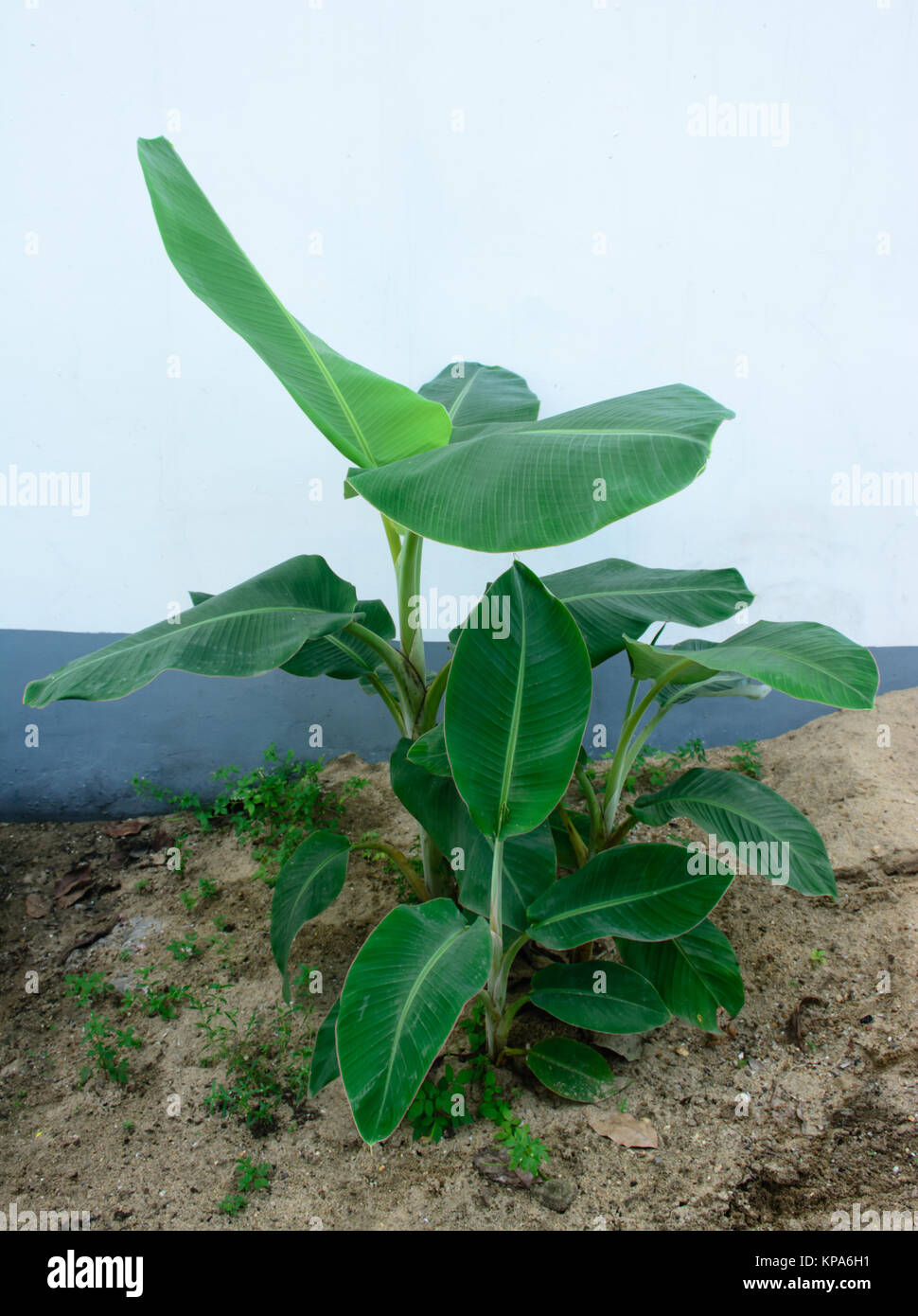 À côté de bananier le mur blanc Banque D'Images