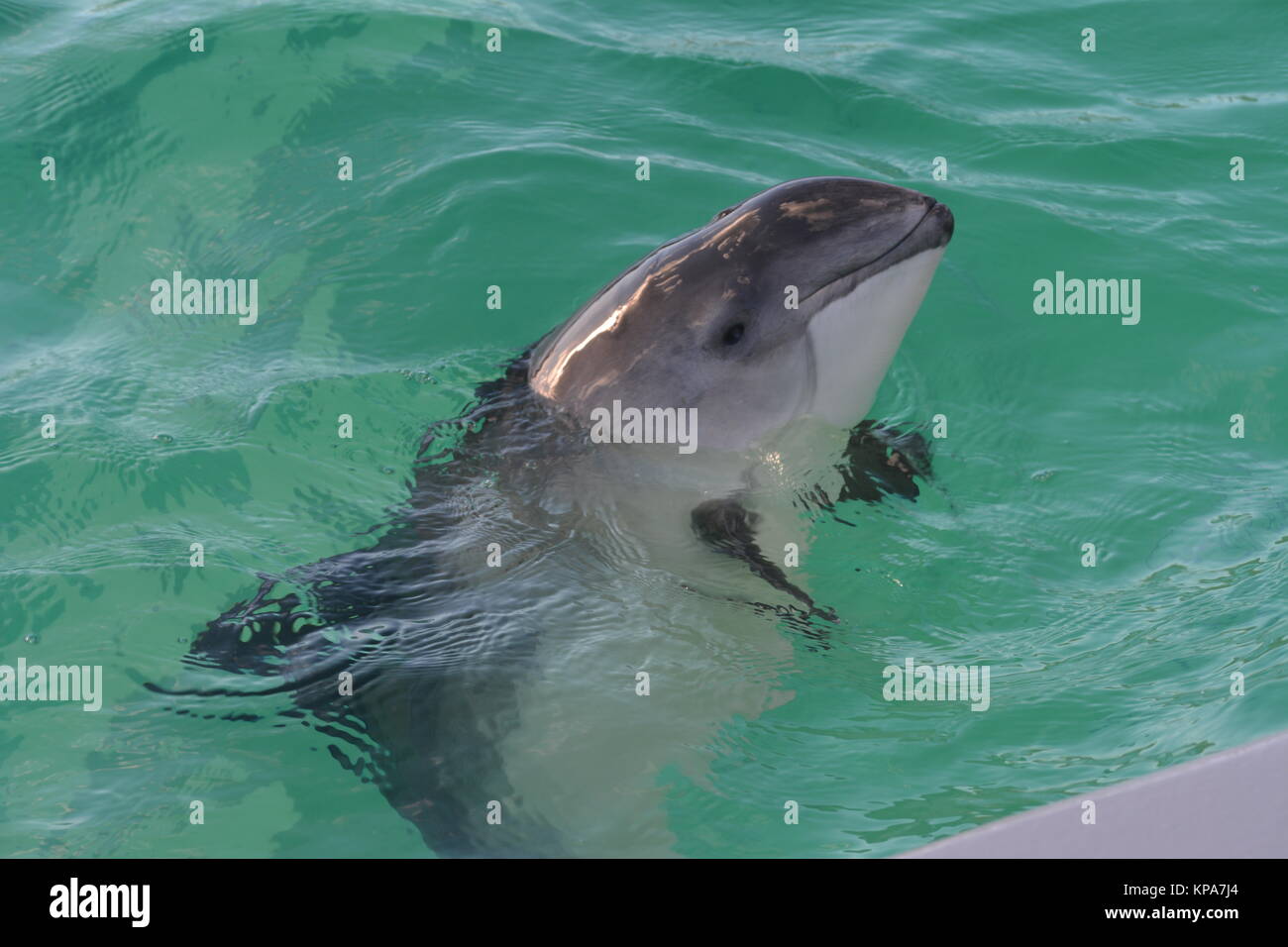 Ce marsouin échoué a été sauvé sur l'île Texel hollandais. Banque D'Images