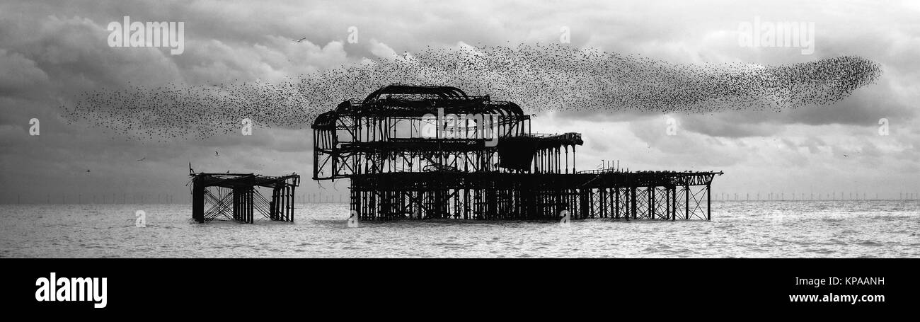 Grande bande d'étourneaux qui se rassemblent à West Pier de Brighton, UK. Photographié en monochrome. Banque D'Images