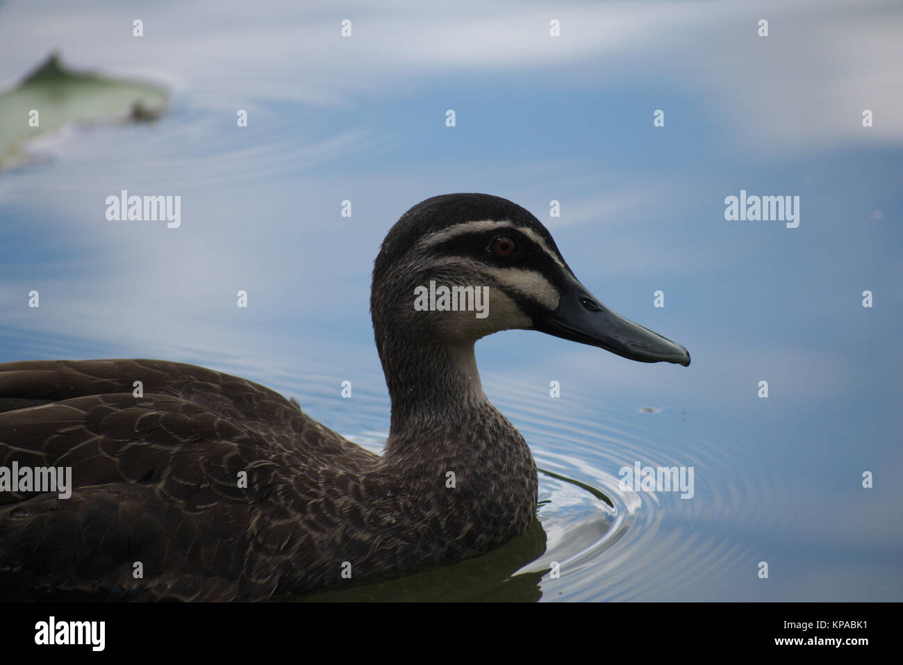 Un Canard noir du Pacifique la natation dans un lac dans le Queensland, Australie. Banque D'Images