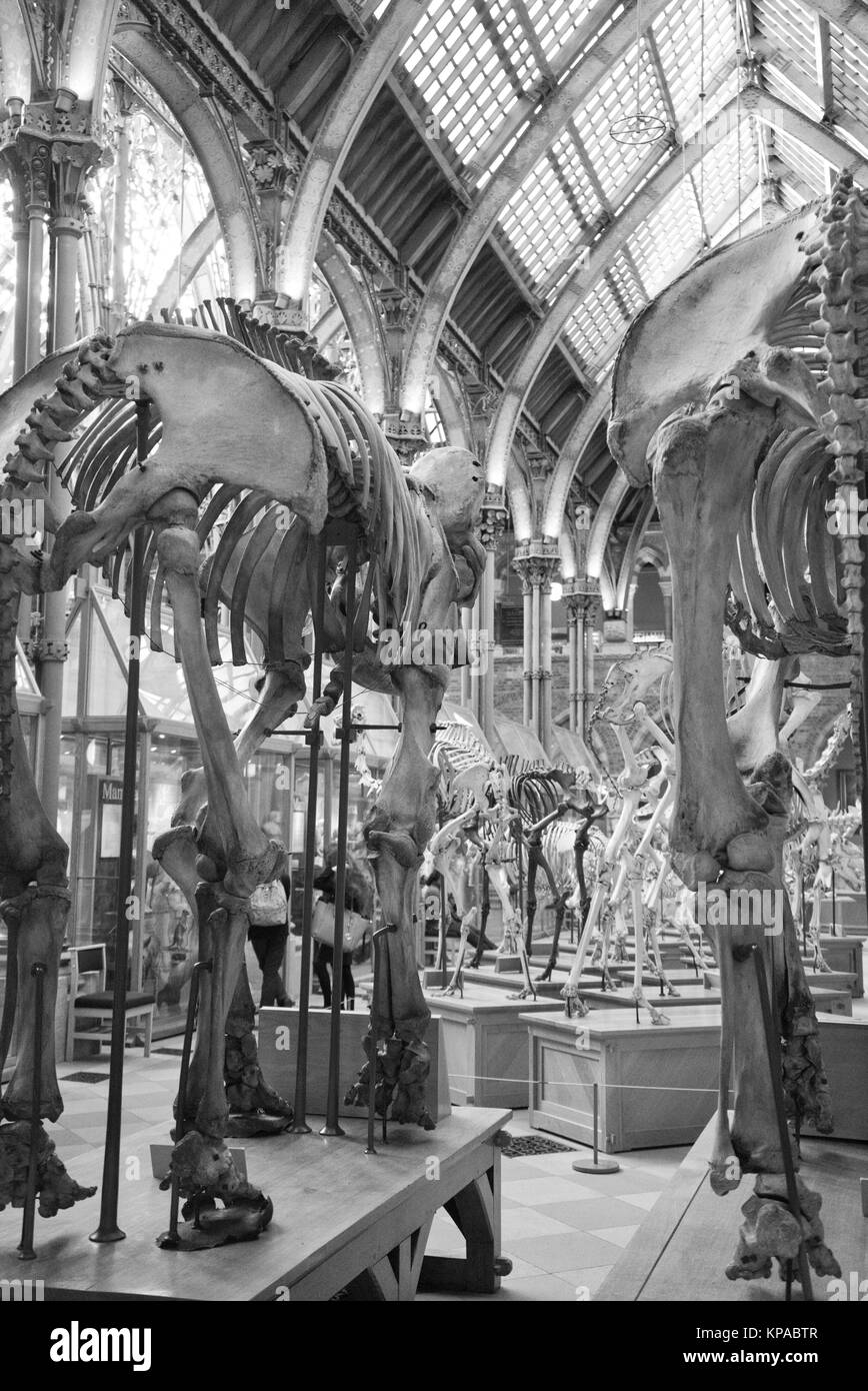 Des squelettes d'éléphants affiché dans le musée d'Histoire Naturelle d'Oxford Banque D'Images