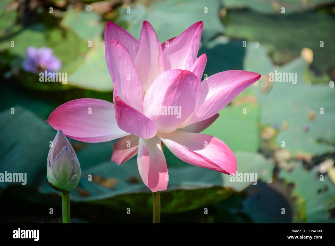 Photo gros plan de belle lotus dans le lac Banque D'Images