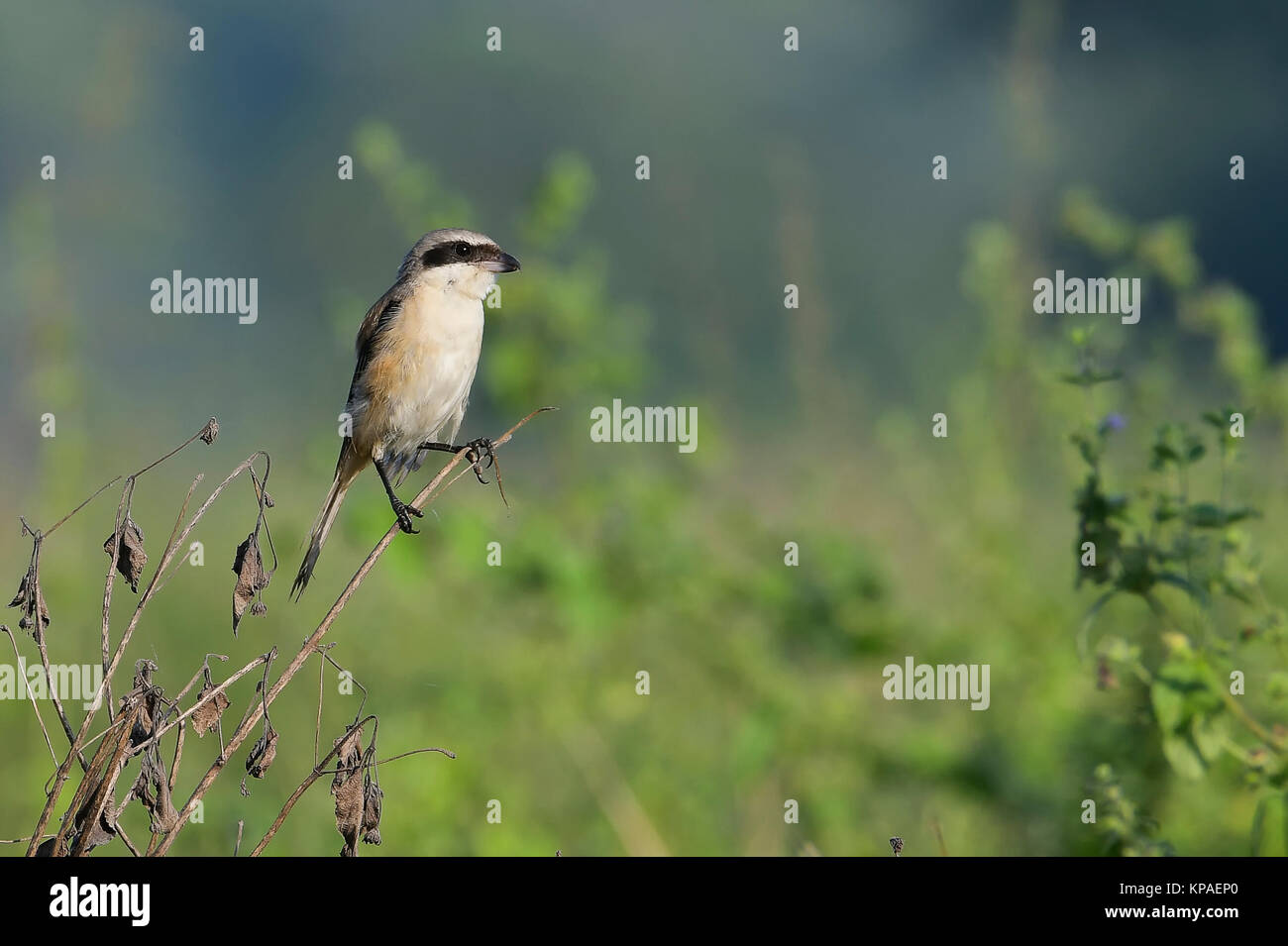 Pie-grièche à longue queue Sitting on Branch Banque D'Images