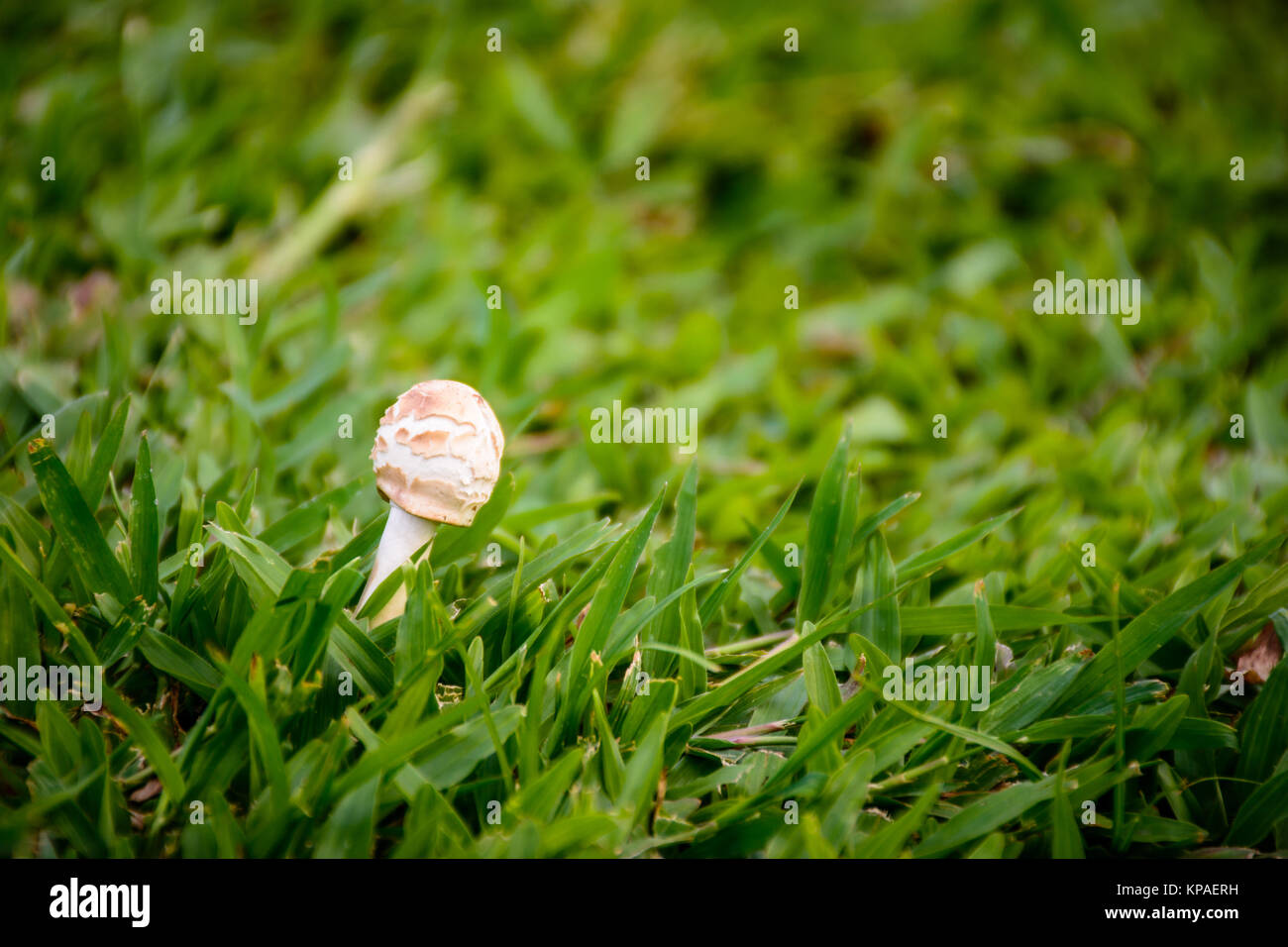 Photo gros plan de champignons dans l'herbe Banque D'Images