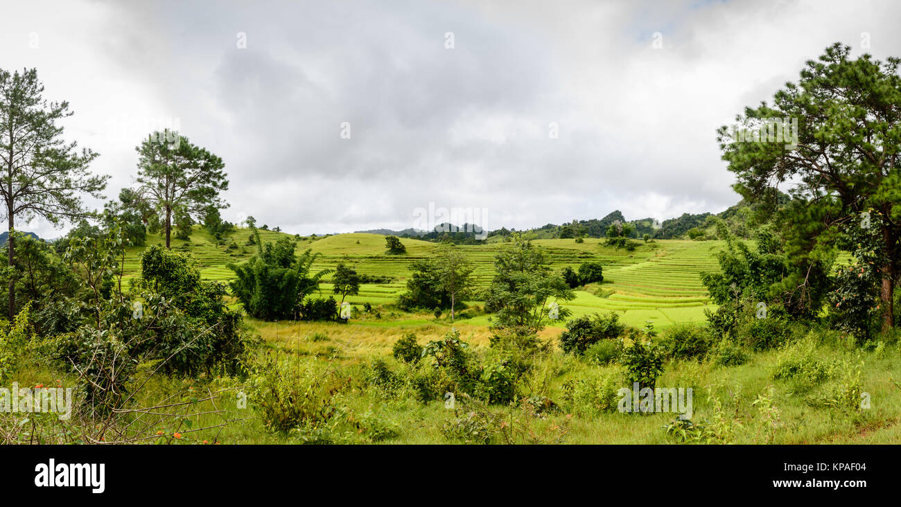 Beau paysage avec des rizières sur la colline, cultures en terrasses Banque D'Images