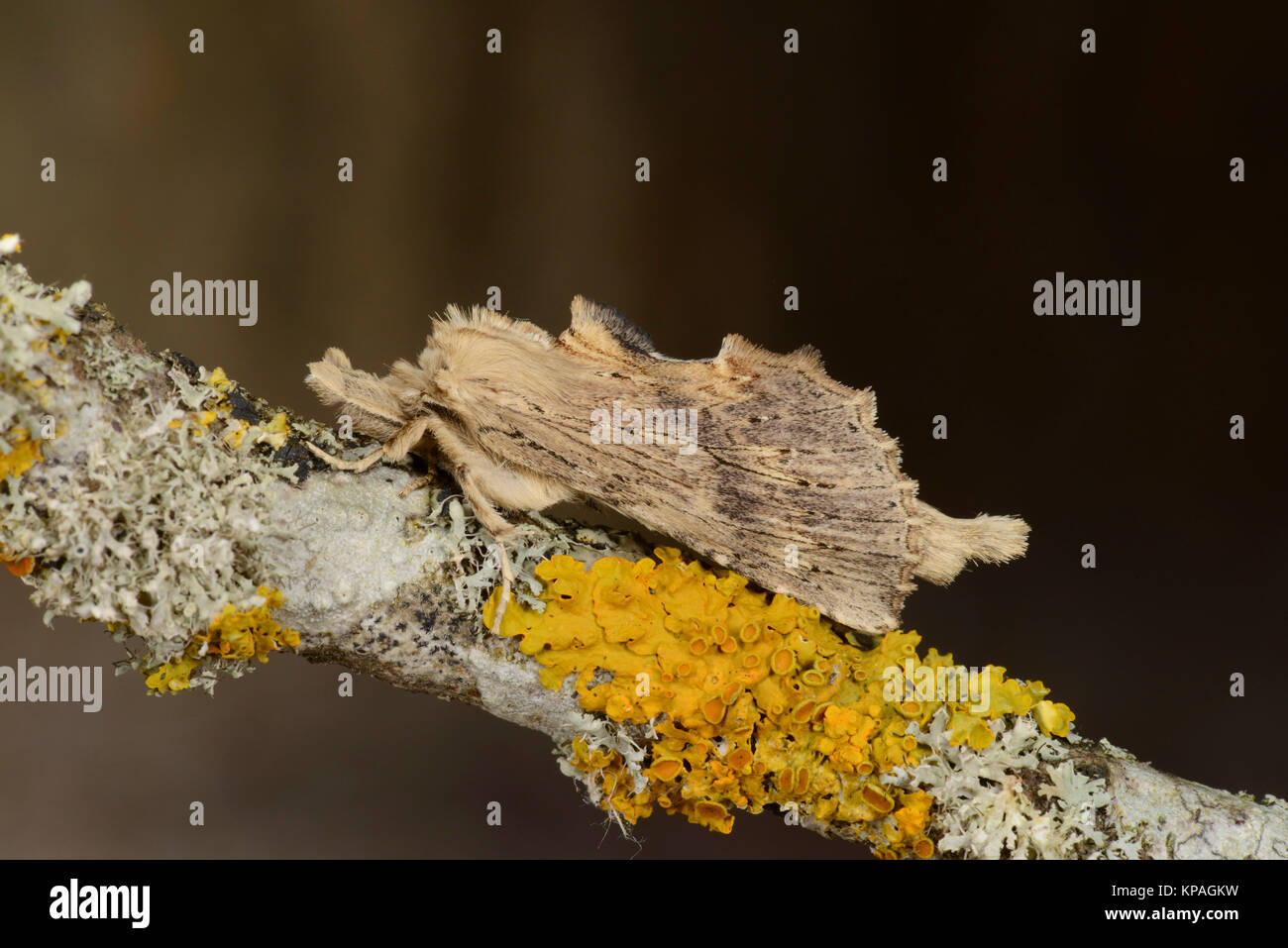 Espèce d'éminents pâle (Pterostoma palpina) adulte au repos sur la branche couverte de lichen, Monmouth, Wales, Août Banque D'Images