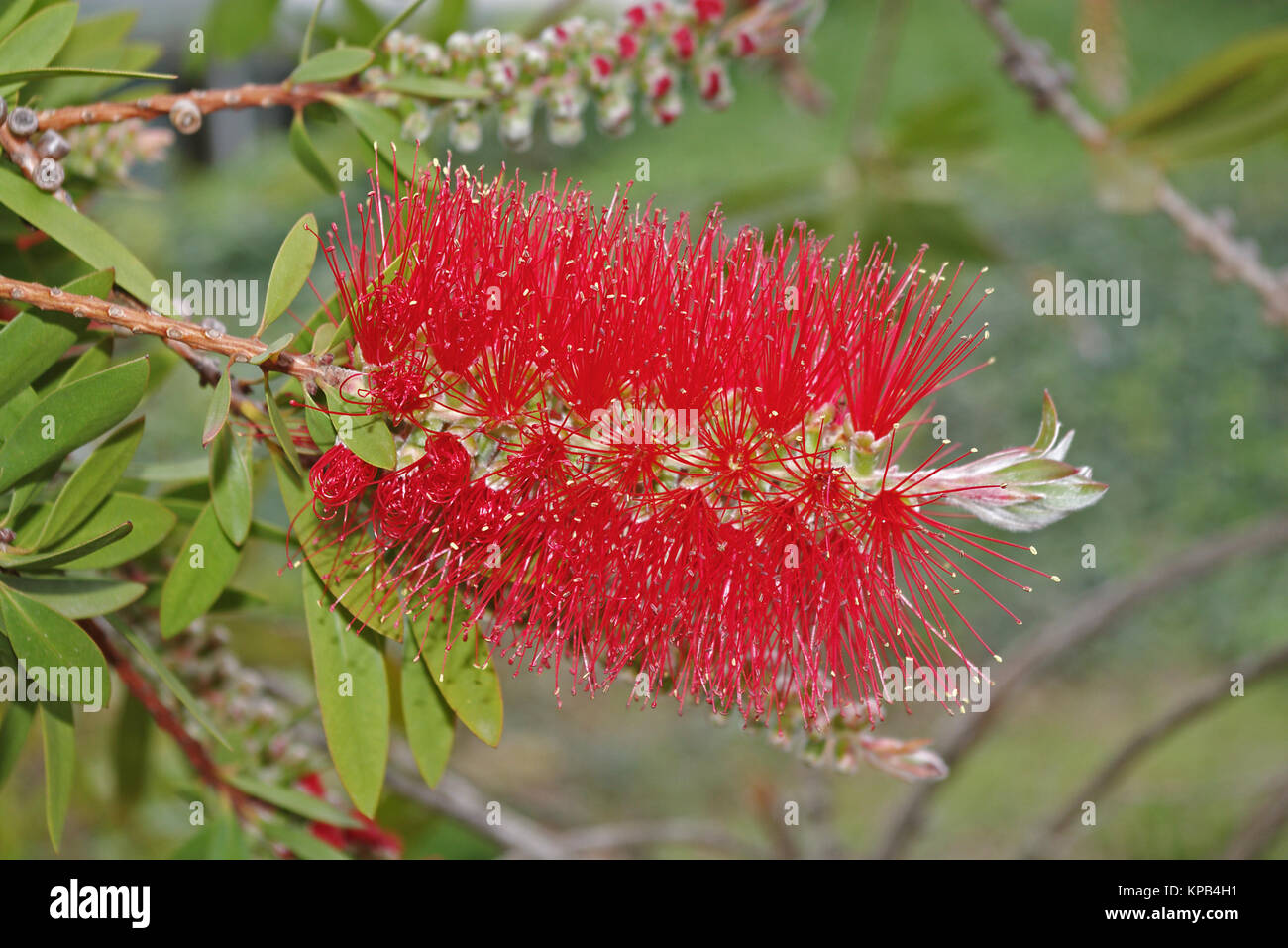 De l'arbuste bottlebrush fleurs Banque D'Images