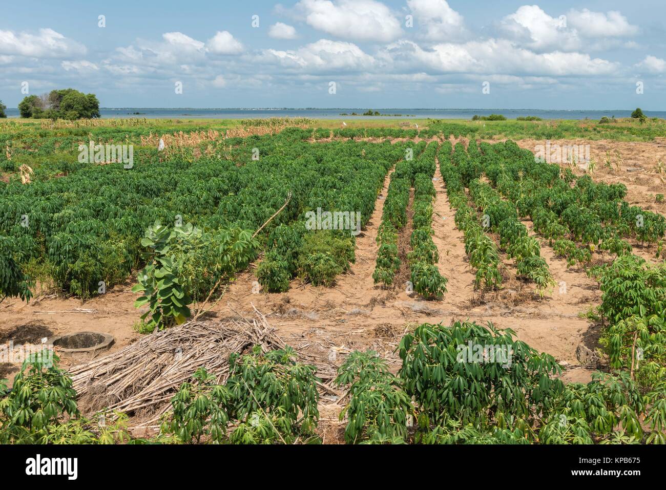 Maniok (Maniok esculenta) plantes ou du manioc sur un champ de sable, Région de la Volta, Anloga, Ghana, Afrique Banque D'Images