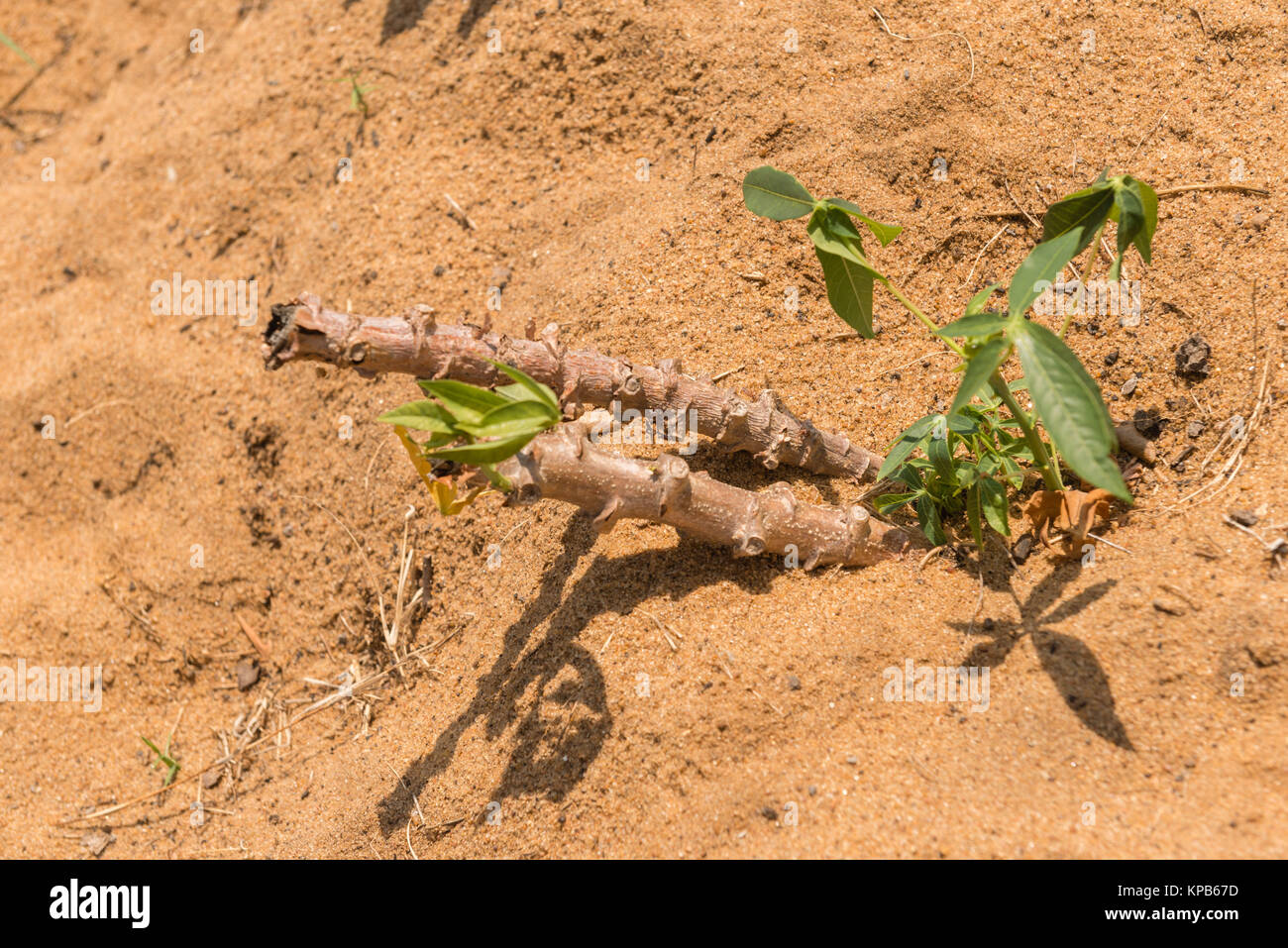 Maniok (Maniok esculenta) plantes ou du manioc sur un champ de sable, Région de la Volta, Anloga, Ghana, Afrique Banque D'Images