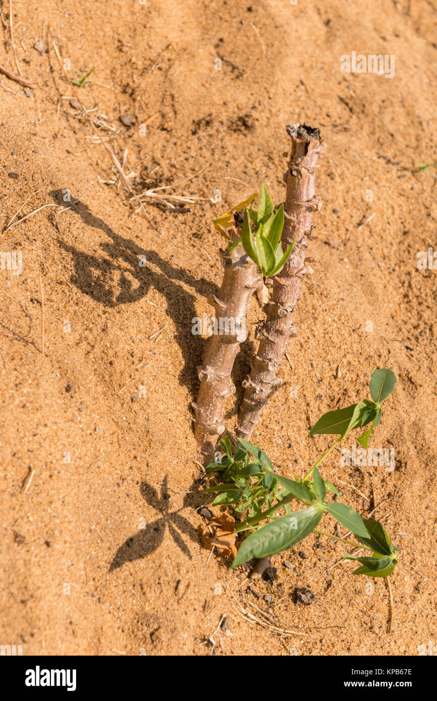 Maniok (Maniok esculenta) plantes ou du manioc sur un champ de sable, Région de la Volta, Anloga, Ghana, Afrique Banque D'Images