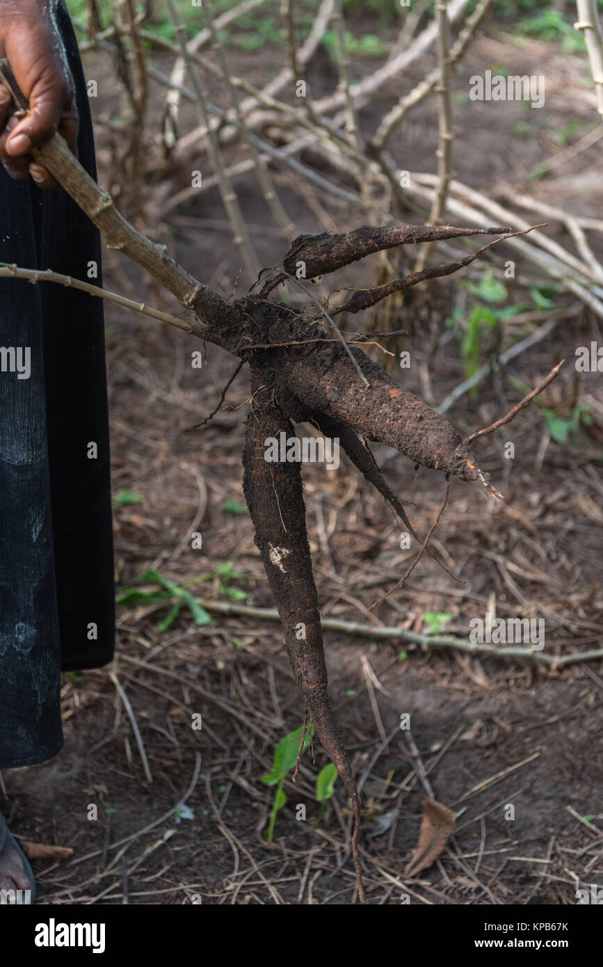 La récolte des racines de manioc manioc dans un champ, village près de