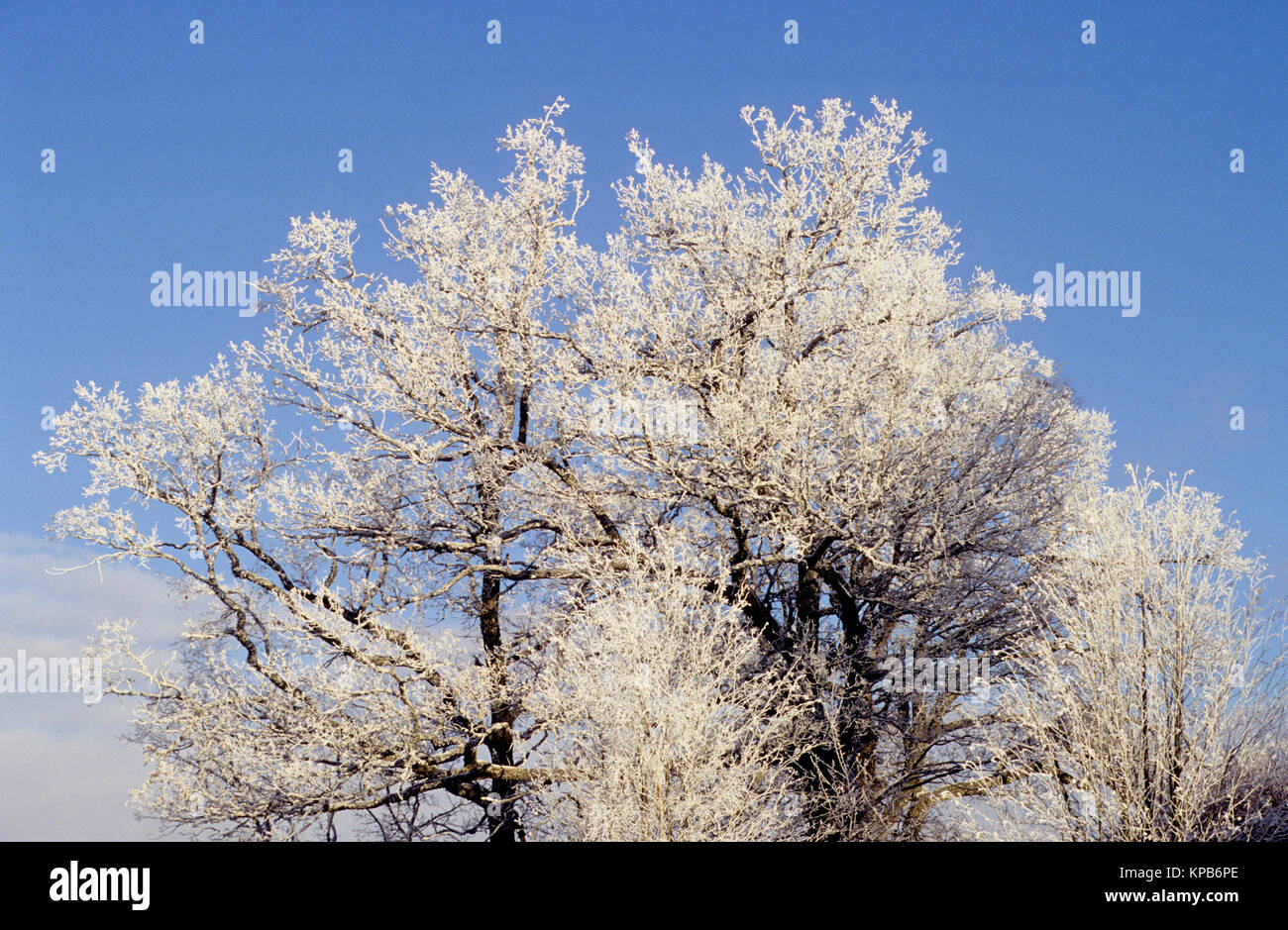 Arbre généalogique en FROSTWORK contre ciel d'hiver 2016 Banque D'Images