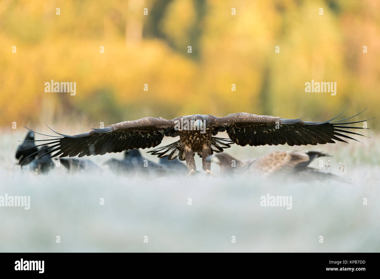 White-tailed Eagle / l'Aigle de mer( Haliaeetus albicilla ) jeune adolescent, en arrivant, à l'atterrissage, frontal puissant shot, d'énormes d'envergure, la faune. Banque D'Images