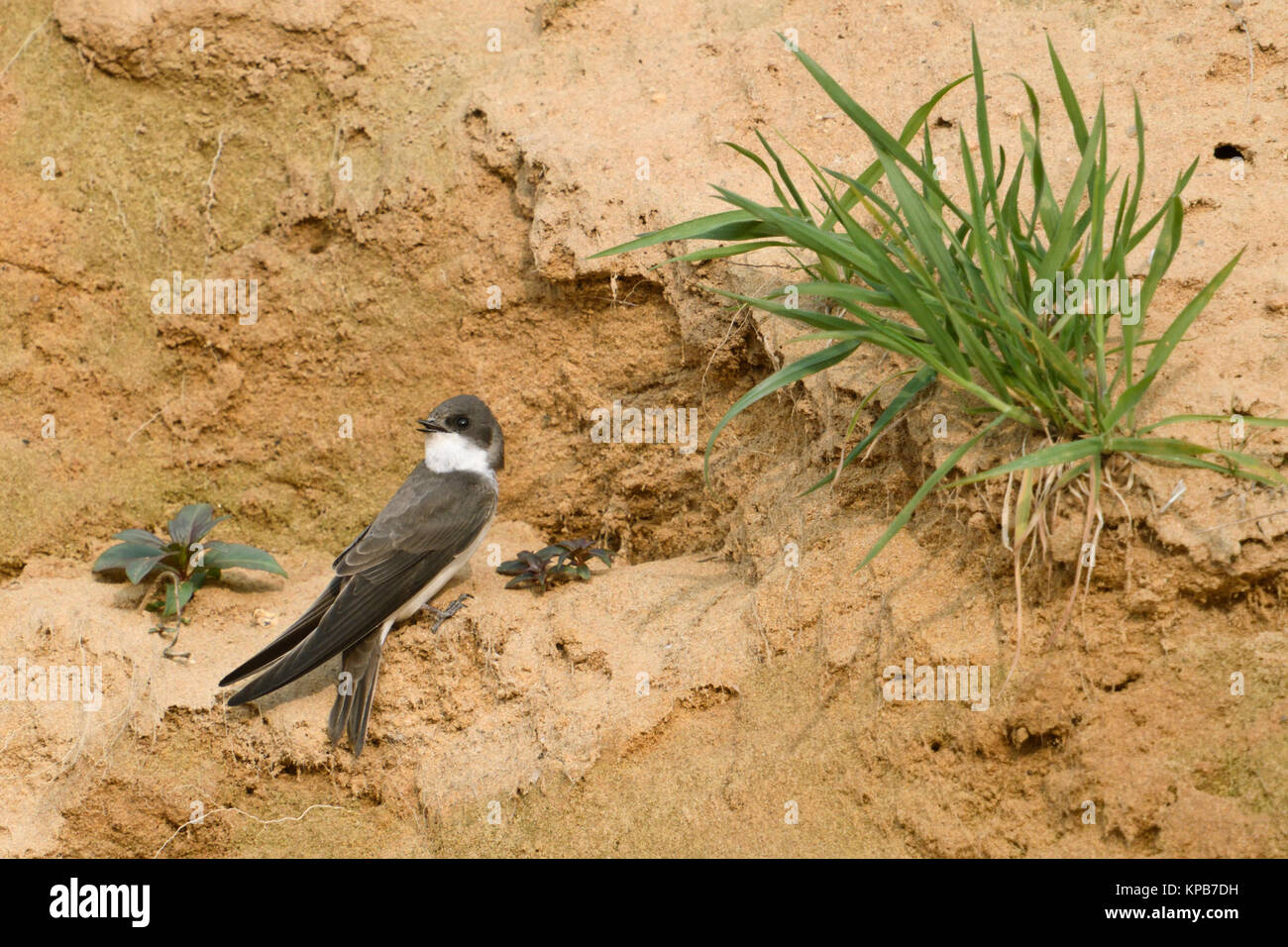 Sand Martin / Hirondelle de rivage Riparia riparia)( tout juste d'arriver dans leurs territoires de reproduction, le chant, une cour, recherche de partenaire, la faune, l'Europe,. Banque D'Images