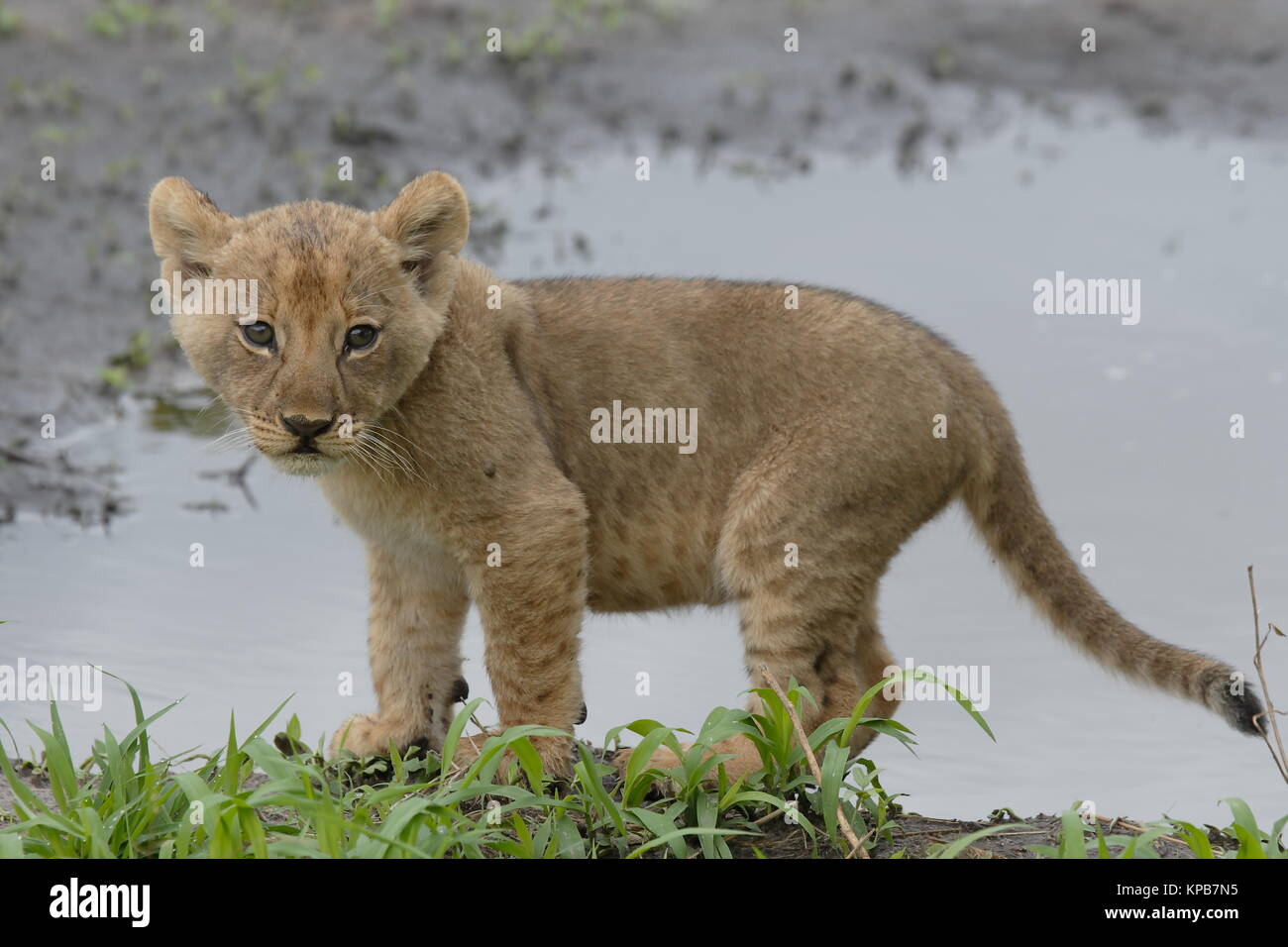 Lion Cub Botswana Chobe Banque D'Images