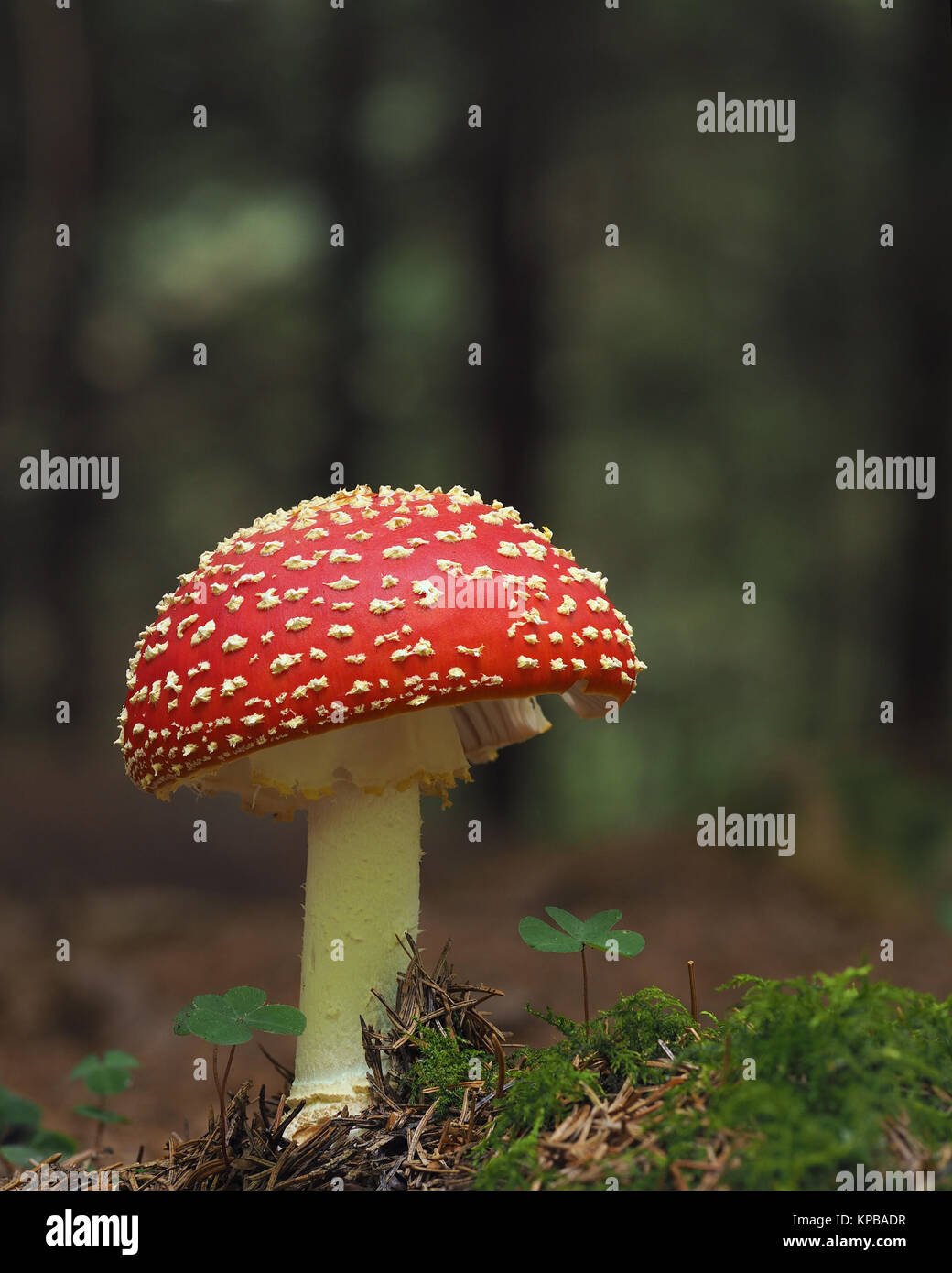 Agaric Fly champignons (Amanita muscaria) croissant en forêt mixte. Cahir, Tipperary, Irlande. Banque D'Images