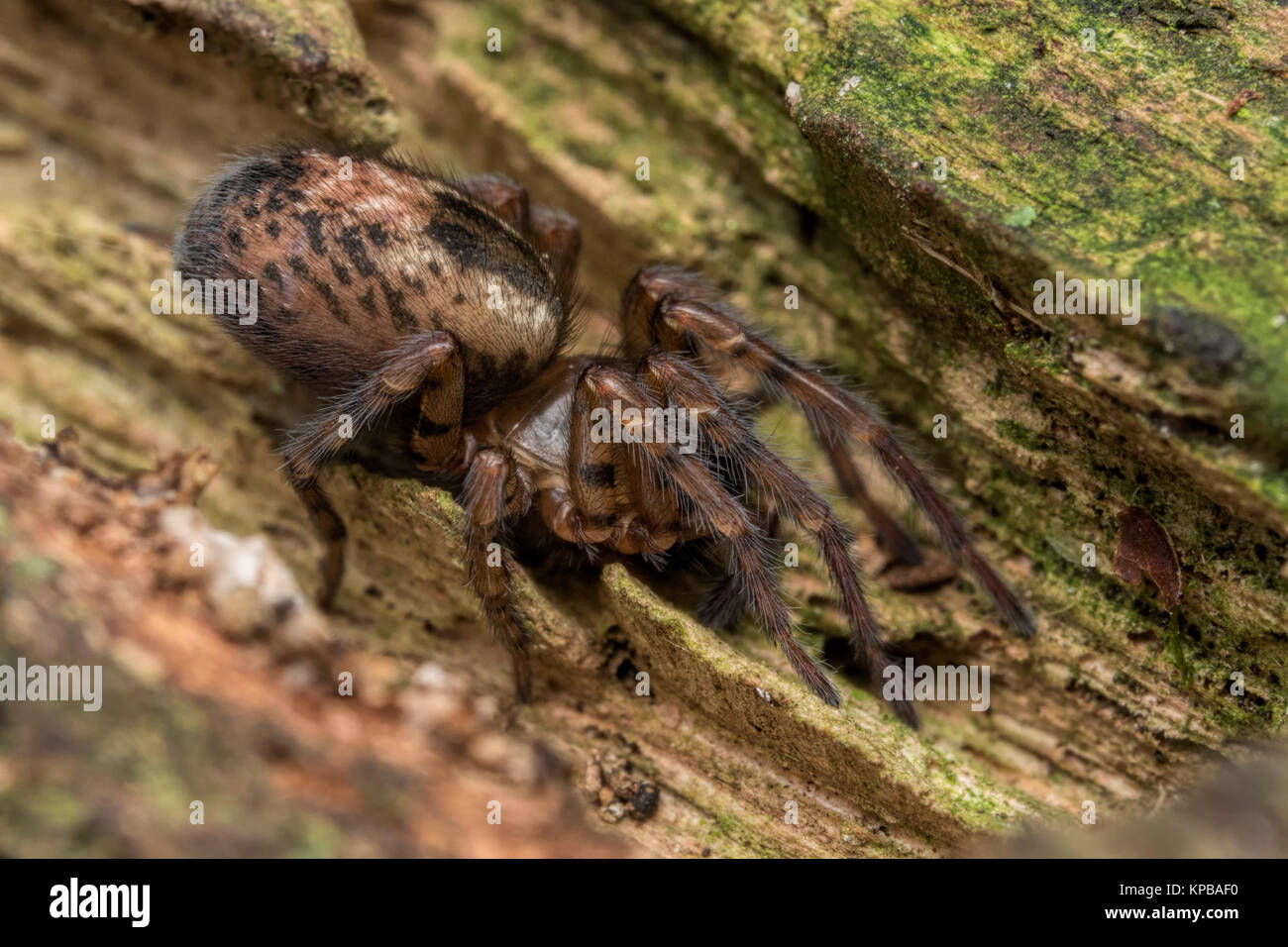 Spider web de la dentelle Dentelle ou Weaver Spider (Amaurobius fenestralis) reposant sur une branche pourrie dans les bois. Cahir, Tipperary, Irlande. Banque D'Images