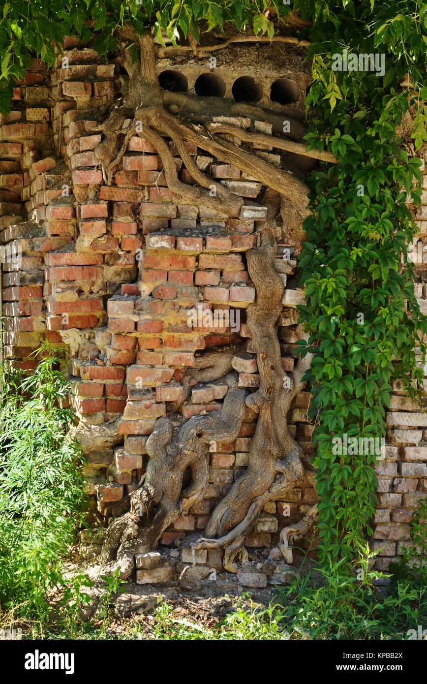 Les racines des arbres se développer grâce à la maçonnerie, la partie historique de la ville de Samara. Juillet, 2016 Banque D'Images