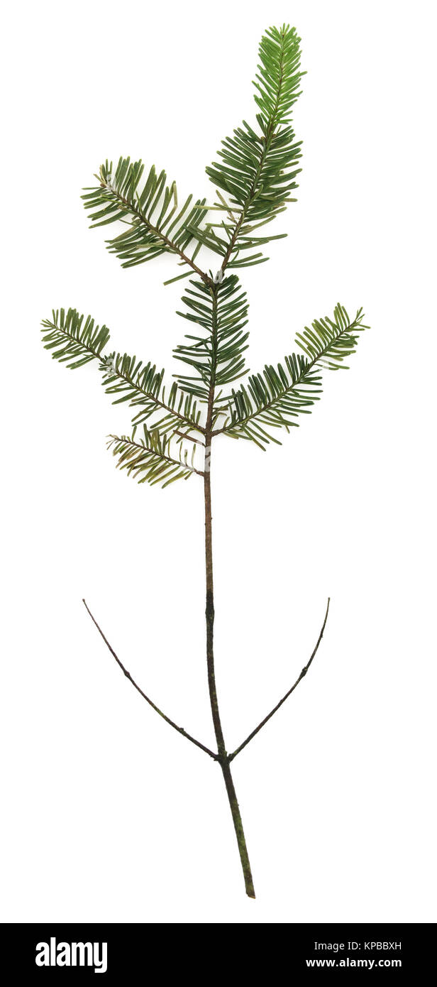 Direction générale de l'arbre de pin isolé sur un fond blanc. Banque D'Images