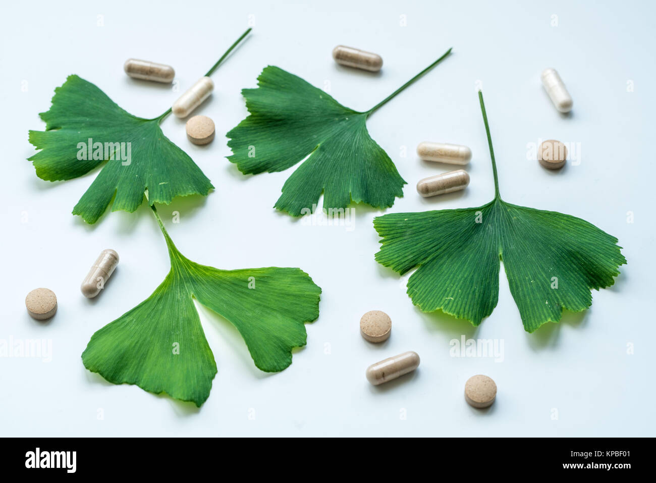Feuilles de l'Adiante cheveux-de-(ginkgo biloba) et arbre ginkgo suppléments. Banque D'Images