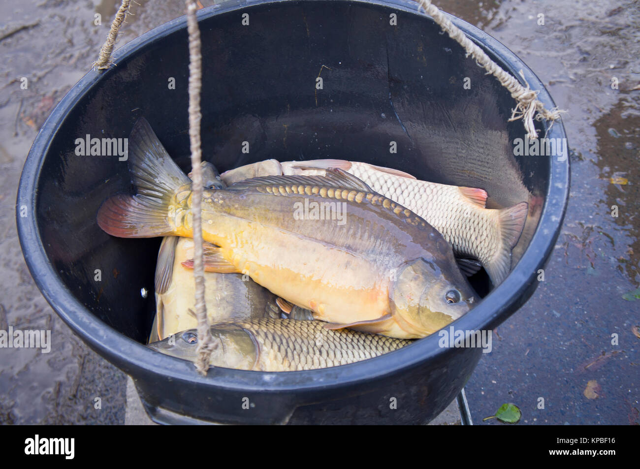 Les pêcheurs, poissons, étang, poissons, courriers, net, CARP, pesant Banque D'Images