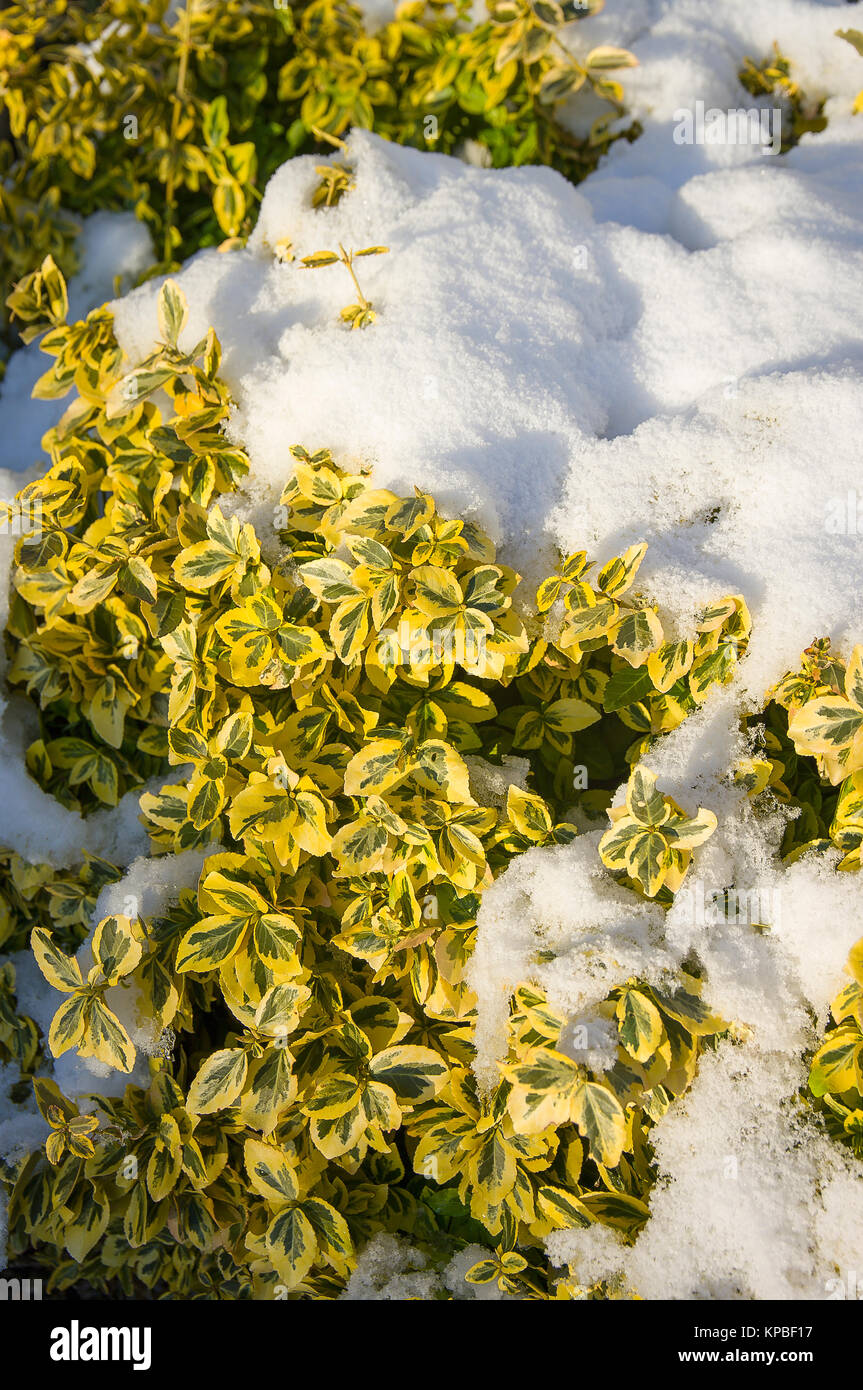 Hardy bariolées euonymous fortunei Emerald 'N' Gold sous une partie superficielle de la neige fraîchement tombée en hiver. Les feuilles ont un soupçon de rose à la fin de l'hiver Banque D'Images