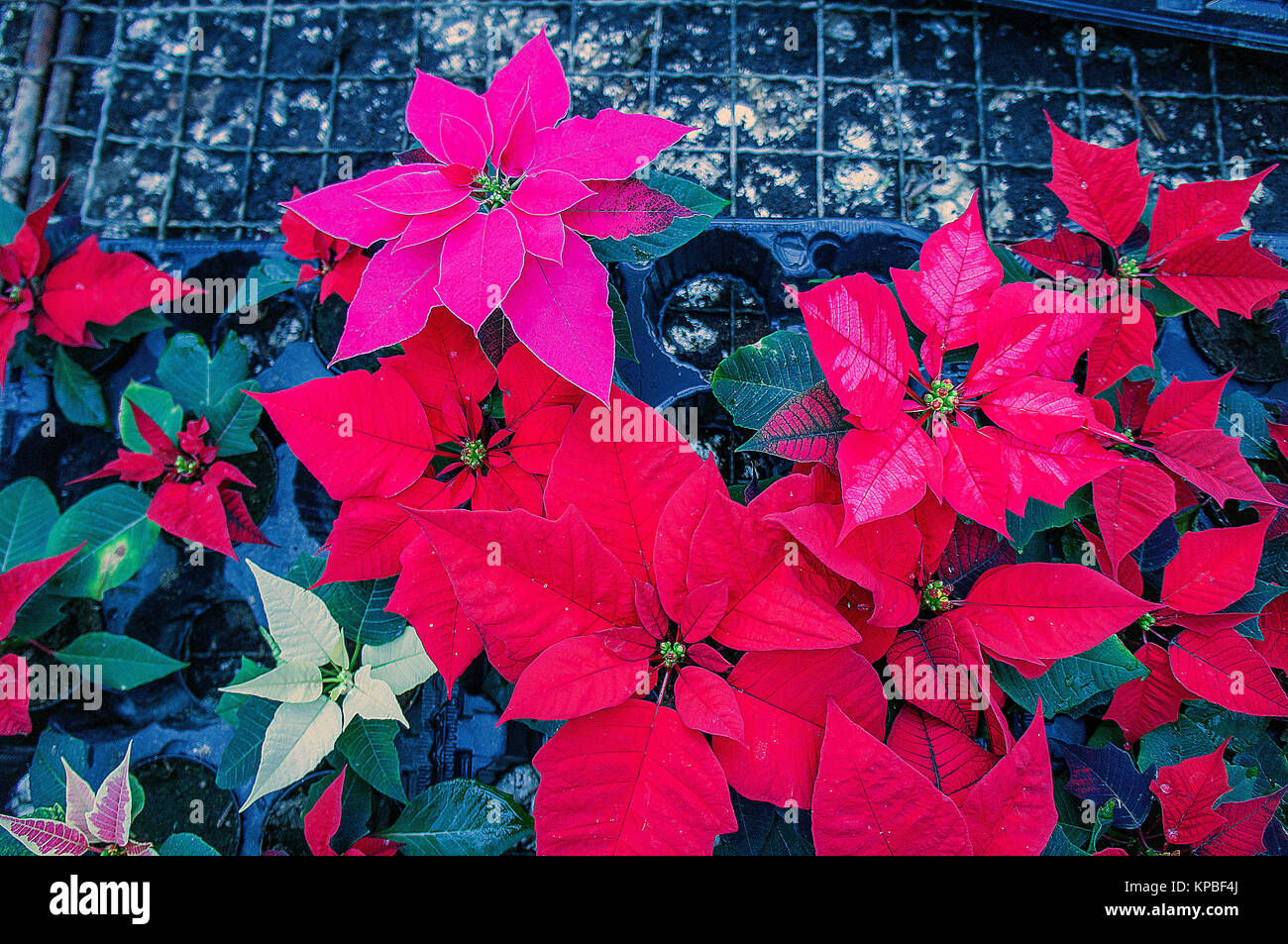 Fleur de Noël (Euphorbia pulcherrima), étoiles, gaz à effet de Banque D'Images