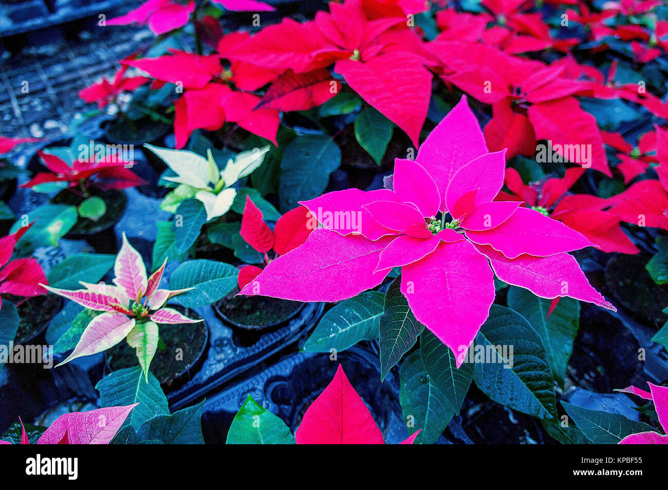 Fleur de Noël (Euphorbia pulcherrima), étoiles, gaz à effet de Banque D'Images