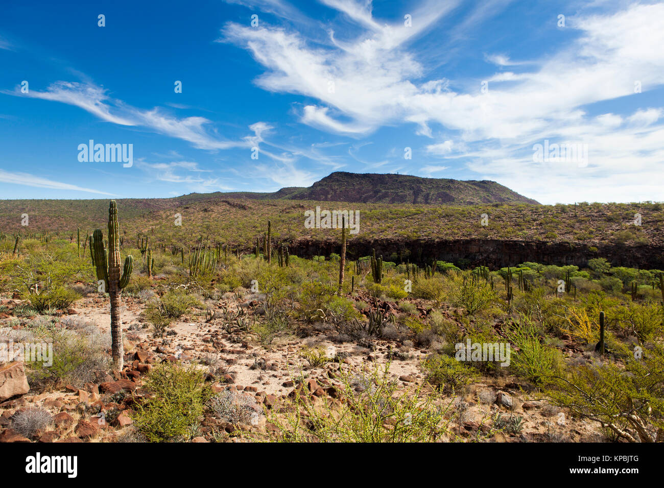 Paysage de désert de Baja Banque D'Images