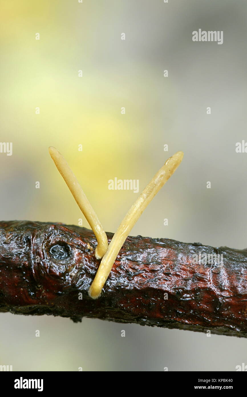 Pipe champignon, club Macrotyphula fistulosa var. contorta, Banque D'Images