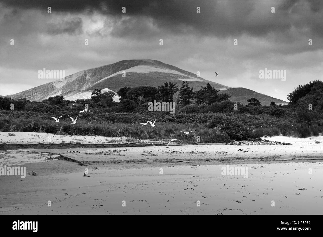 Plage noir et blanc avec ciel dramatique et mouettes volant dans Dingle, Irlande. Banque D'Images